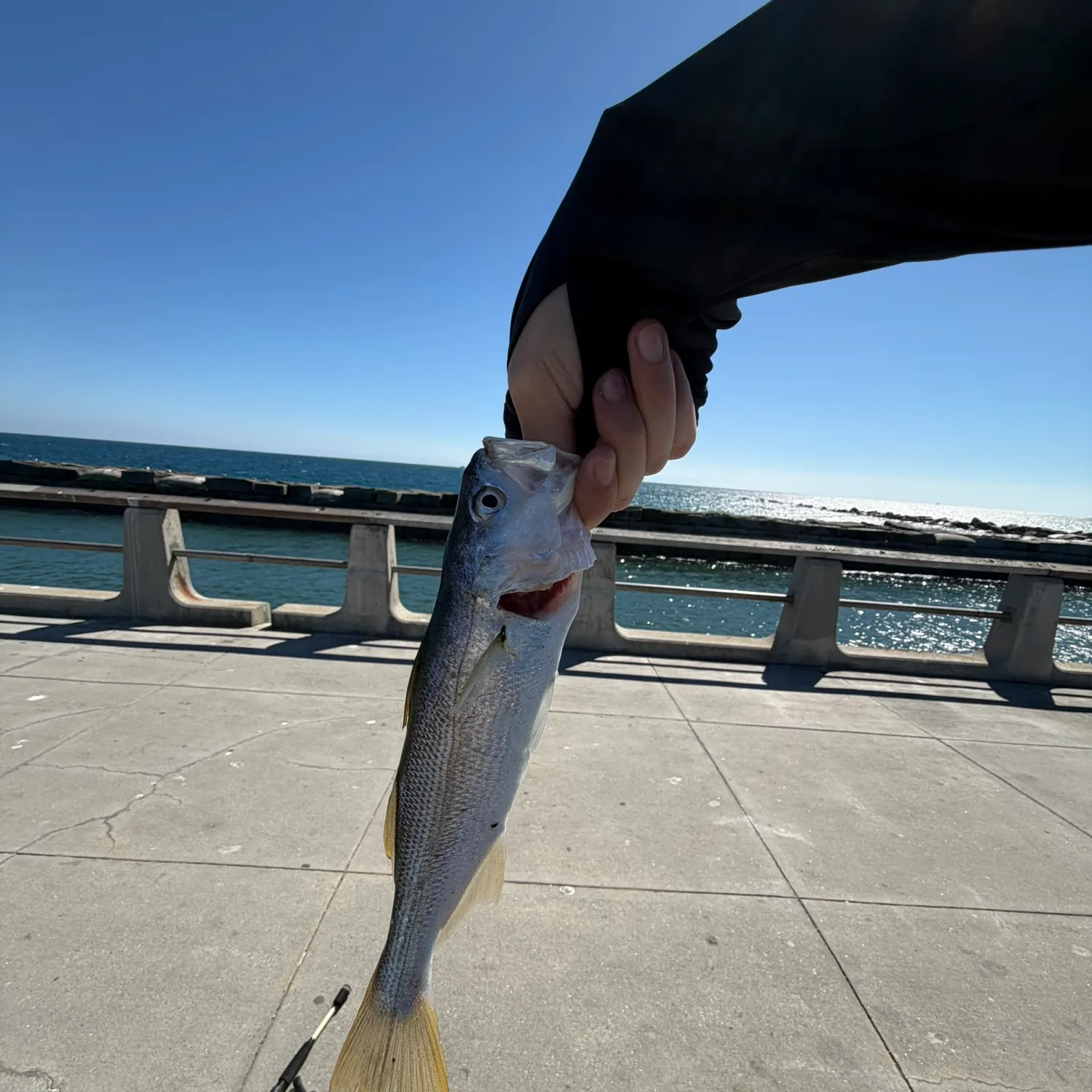 The most recent Yellowfin croaker catches on Fishbrain