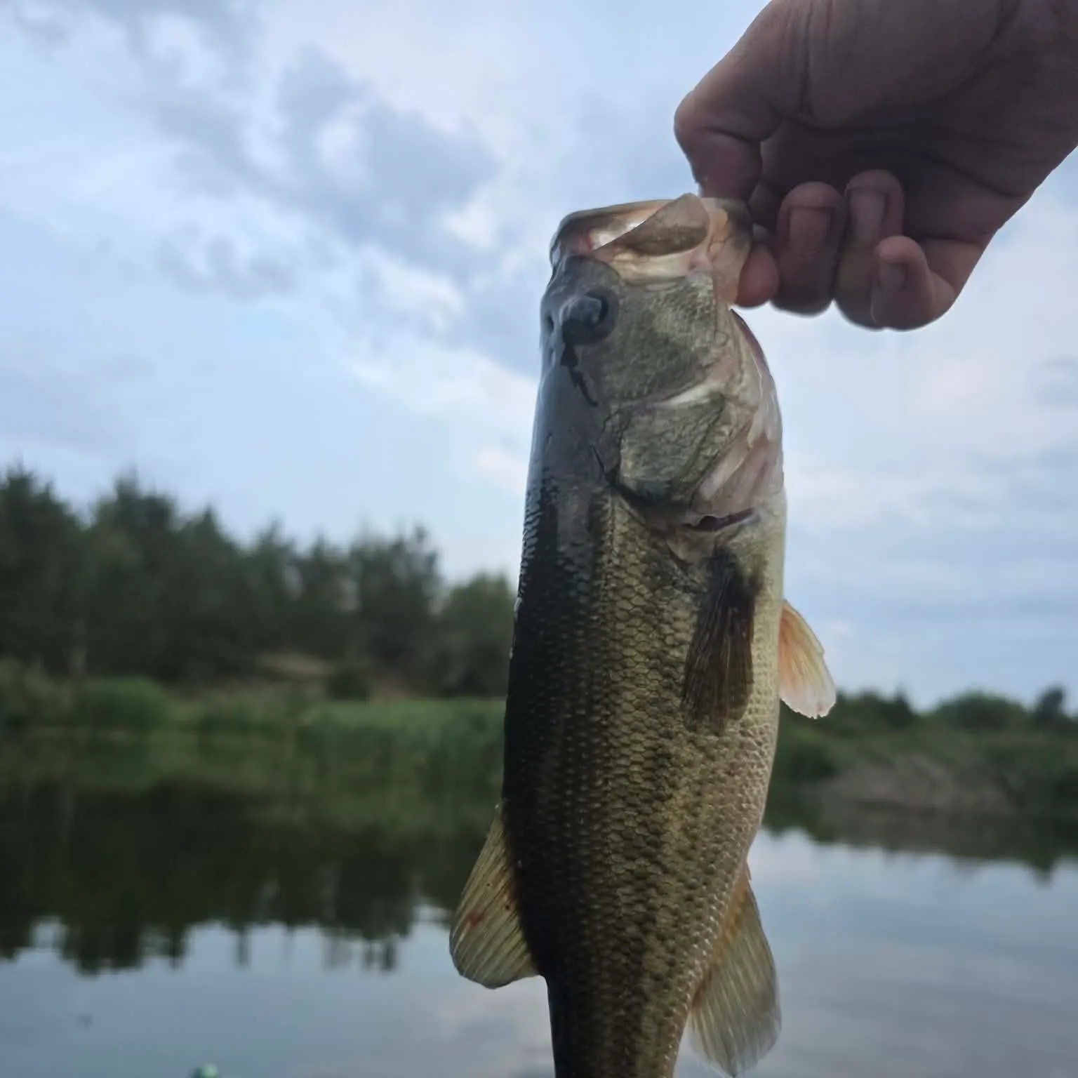 Largemouth bass caught on Fishbrain