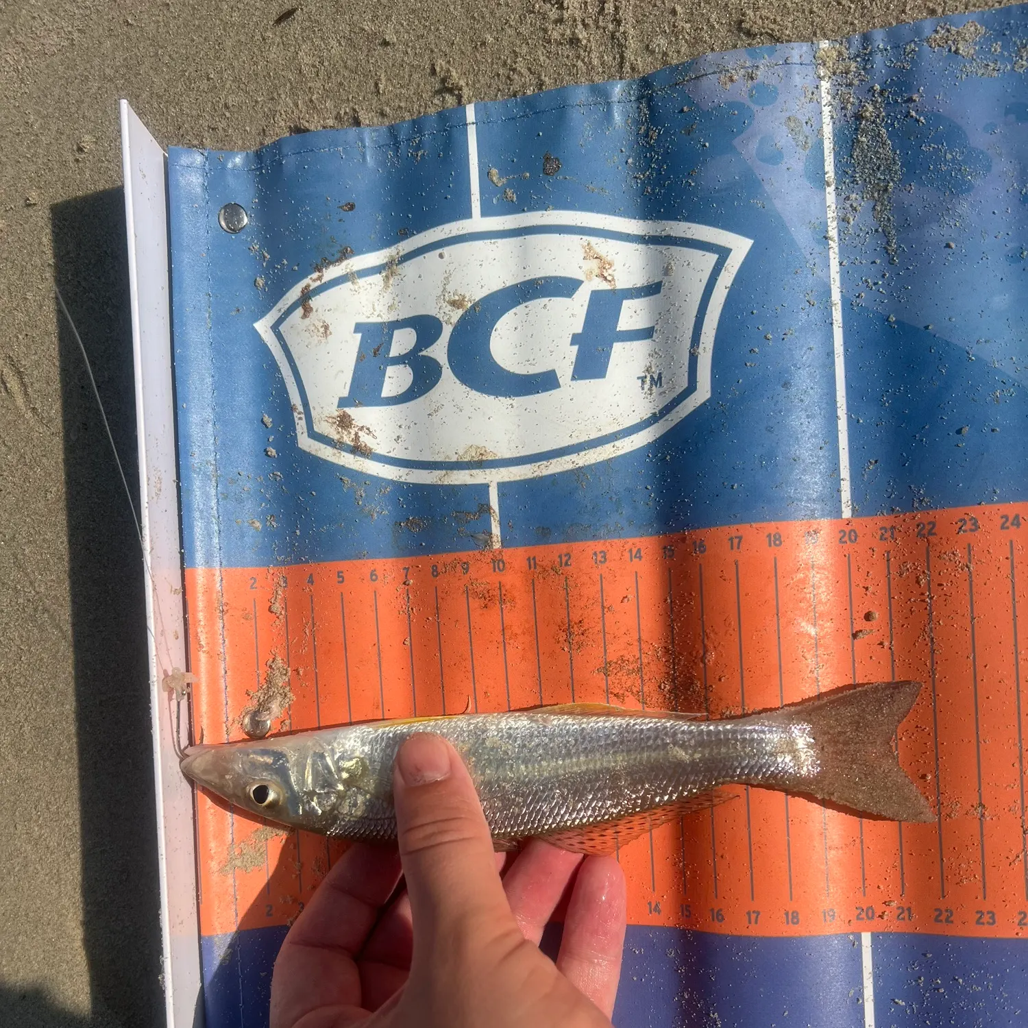 The most recent Sand sillago catches on Fishbrain