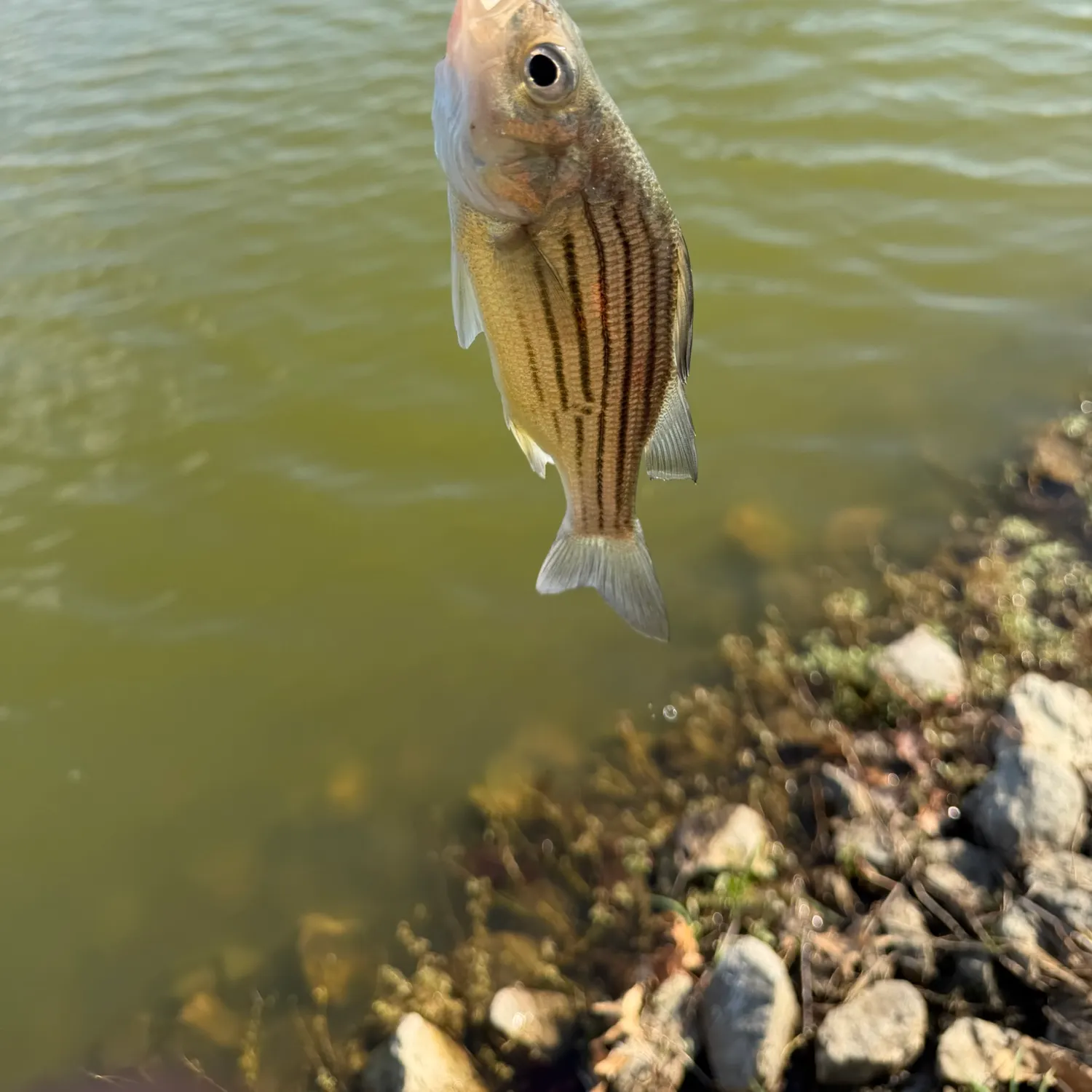 Yellow bass caught on Fishbrain