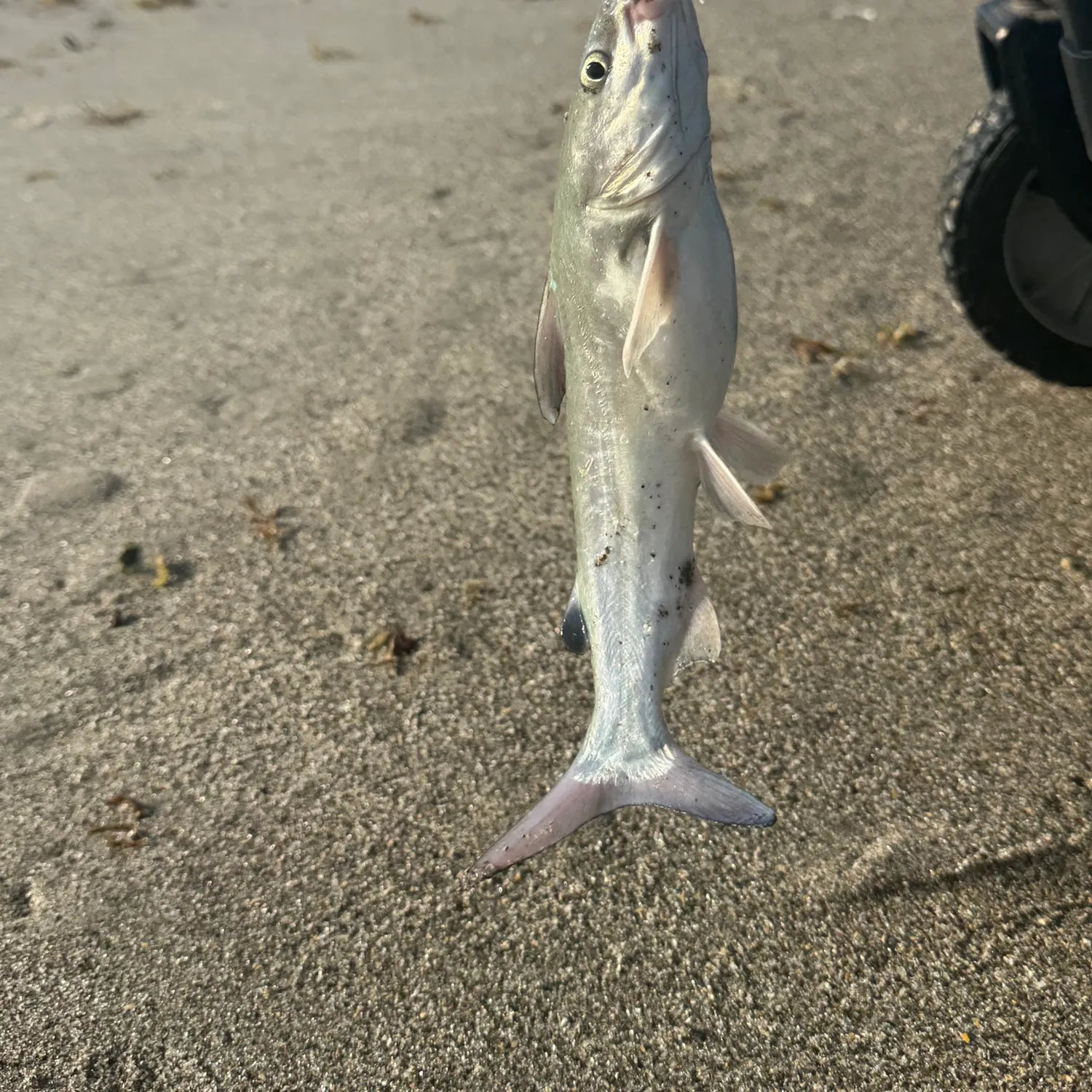 The most recent Hardhead sea catfish catches on Fishbrain