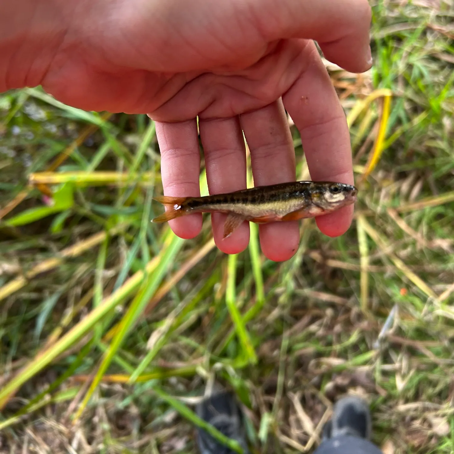The most recent Eurasian minnow catches on Fishbrain