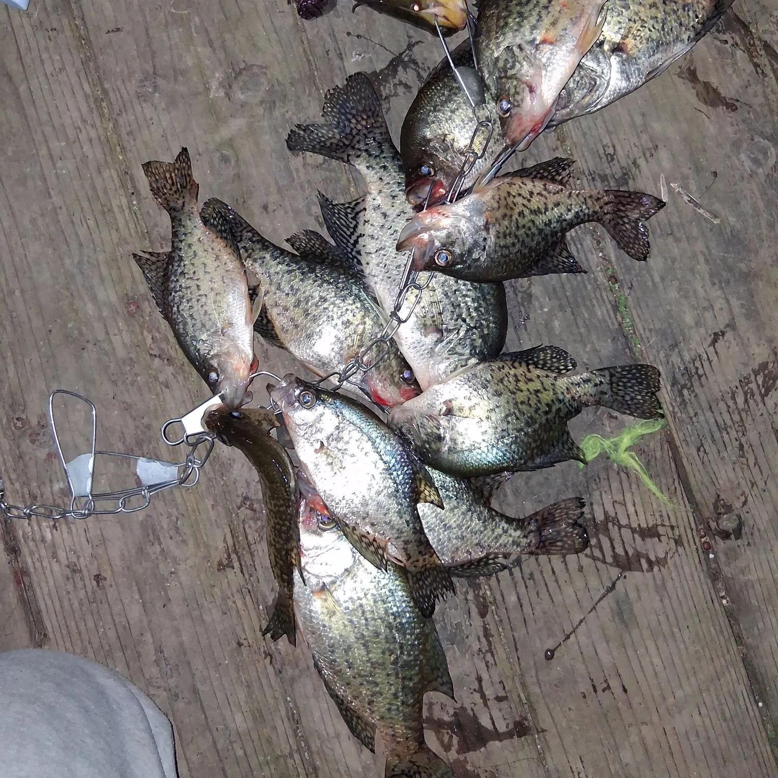 recently logged catches