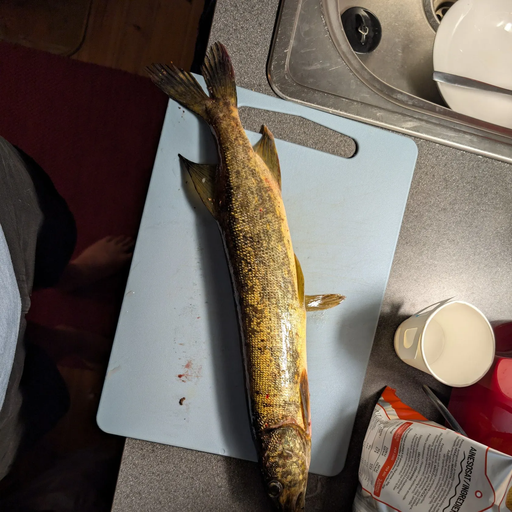 The most recent Northern pike catches on Fishbrain