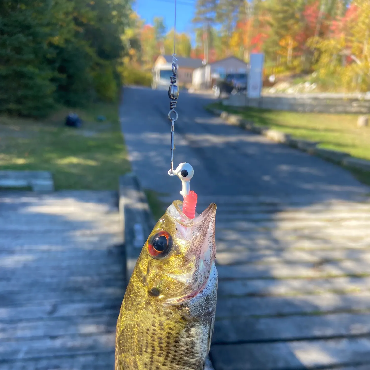 Fish caught on Fishbrain