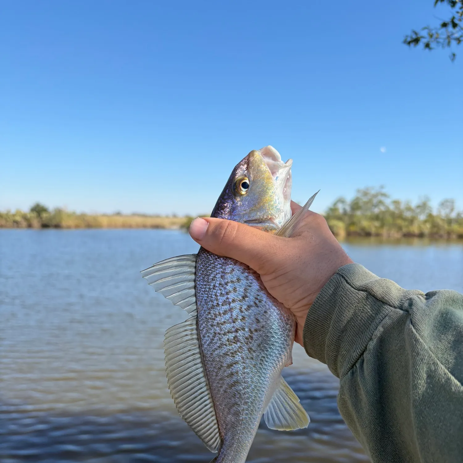 Atlantic croaker caught on Fishbrain