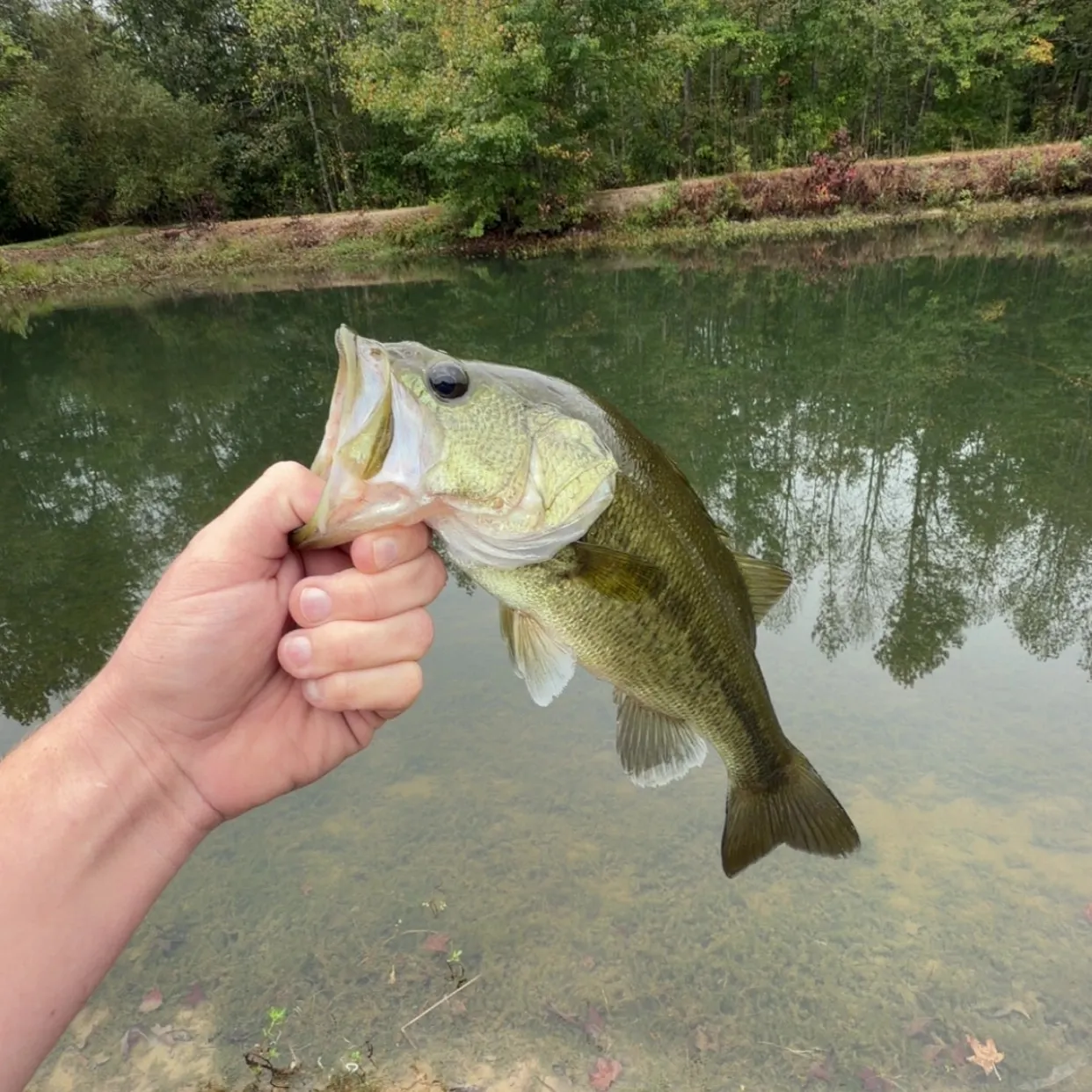 Largemouth bass caught on Fishbrain