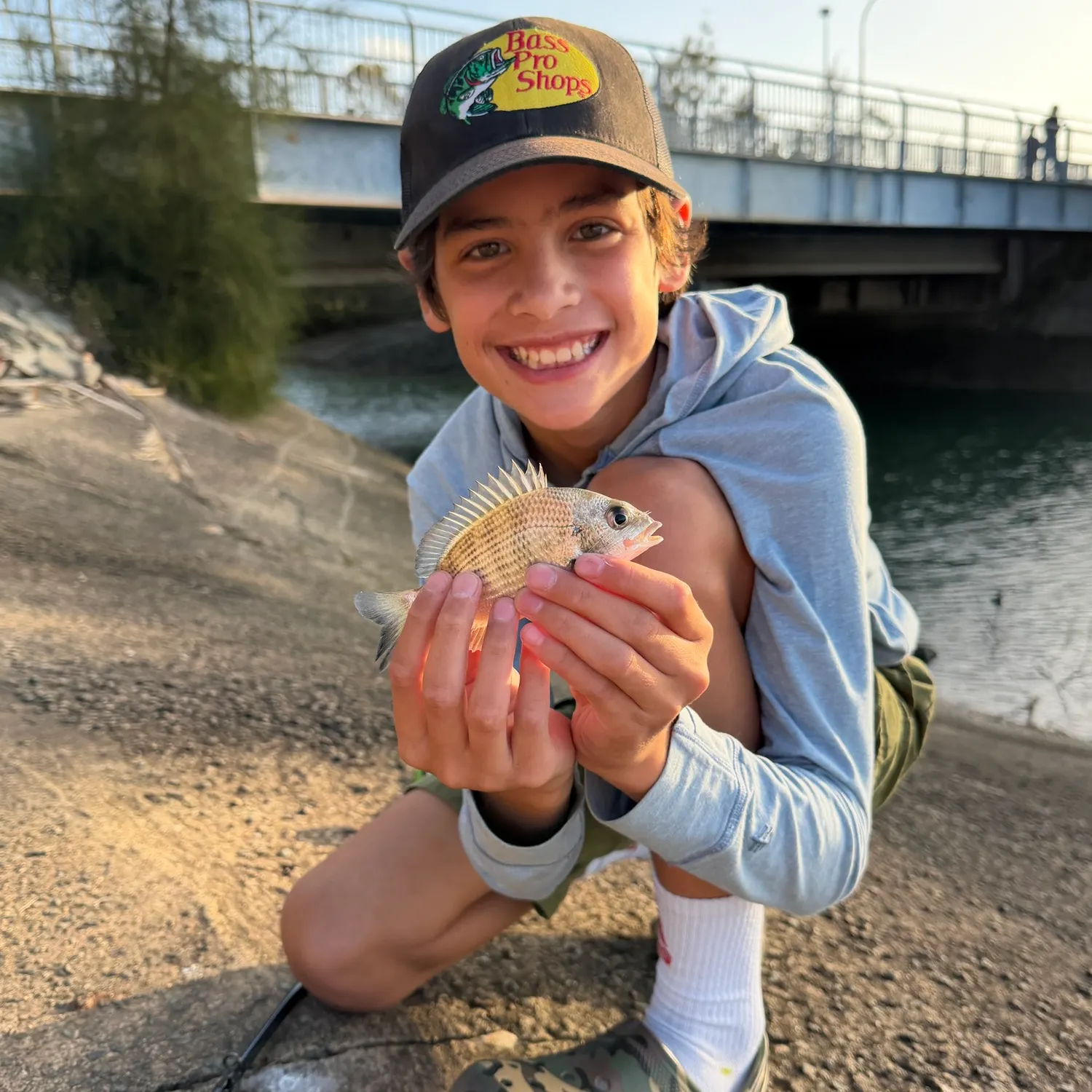Surf bream caught on Fishbrain