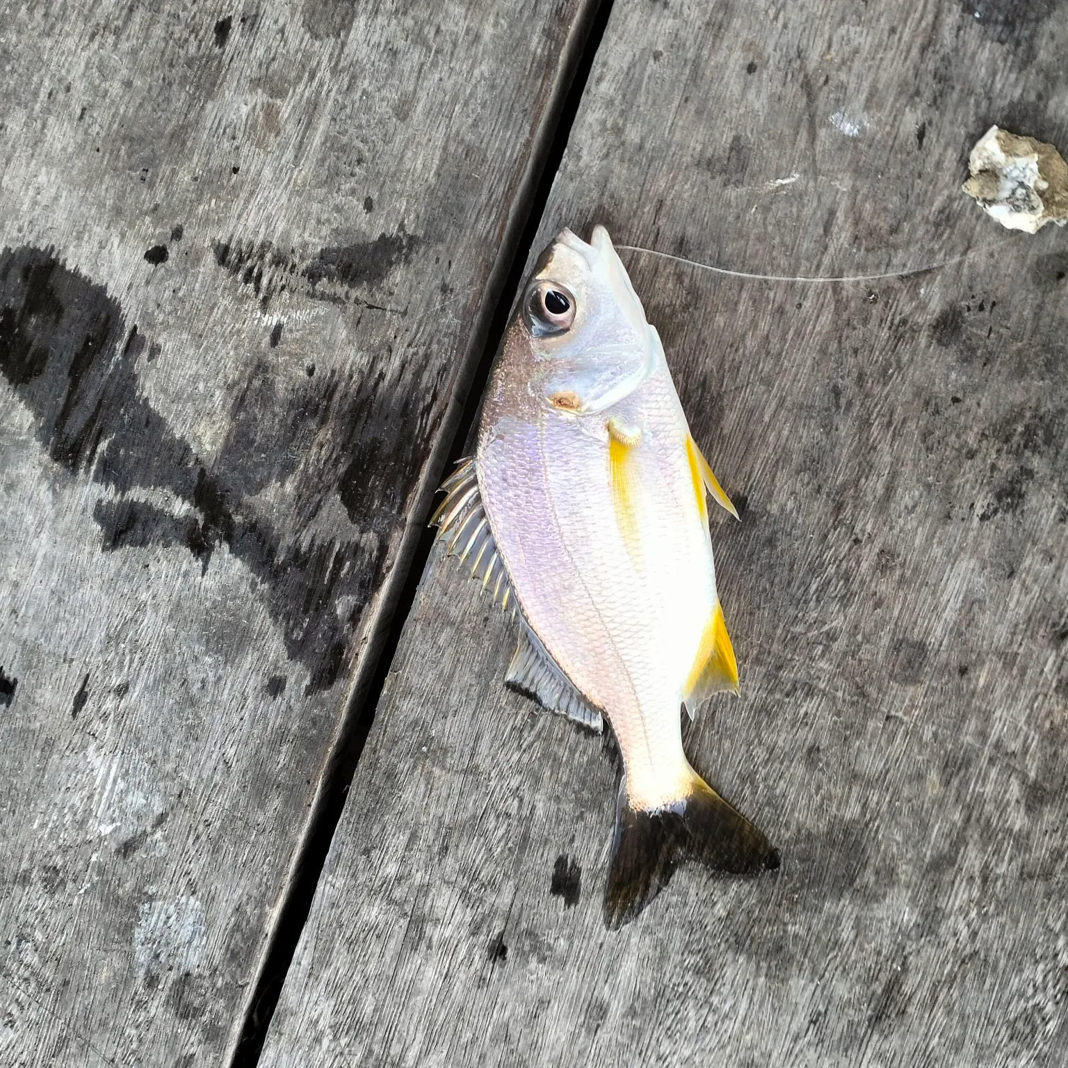 White croaker caught on Fishbrain