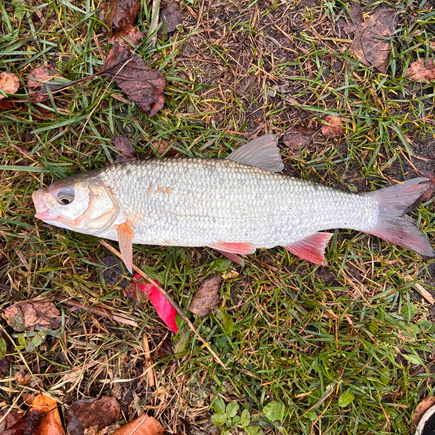 Common roach caught on Fishbrain