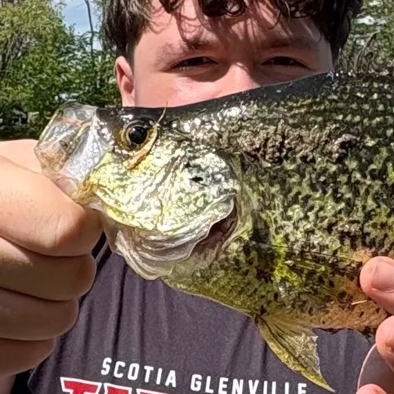 The most recent Magnolia crappie catches on Fishbrain