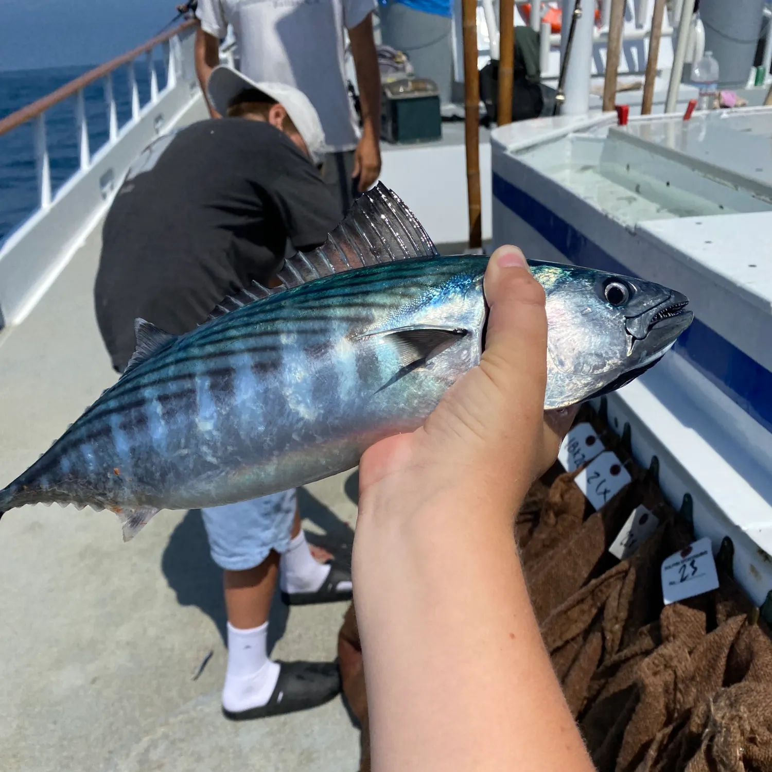 Pacific bonito caught on Fishbrain
