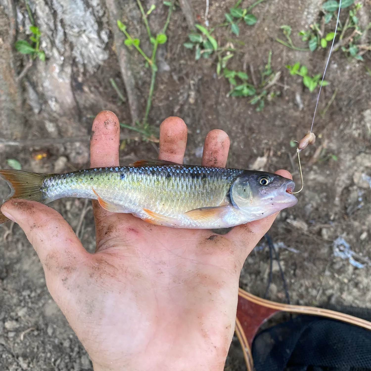 Common shiner caught on Fishbrain