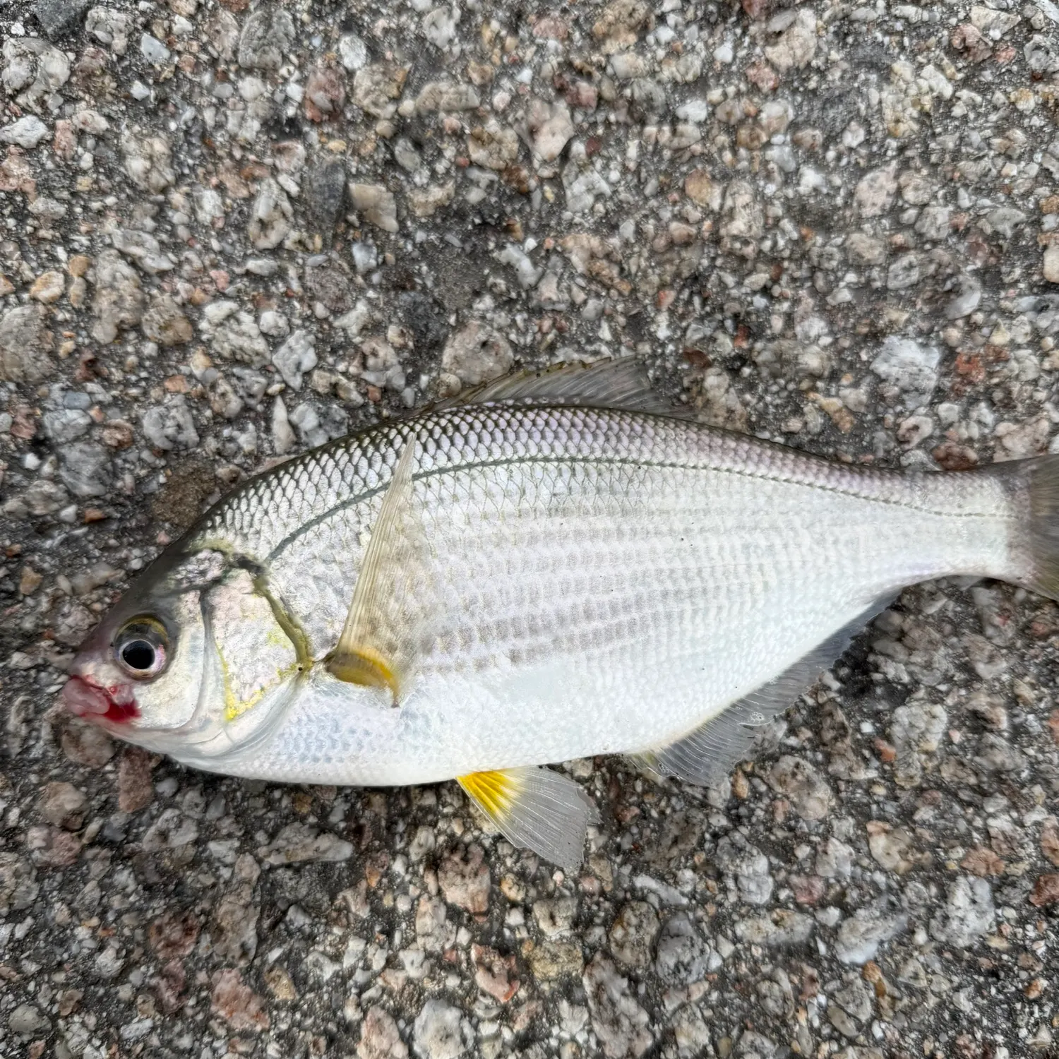 The most recent White seaperch catches on Fishbrain