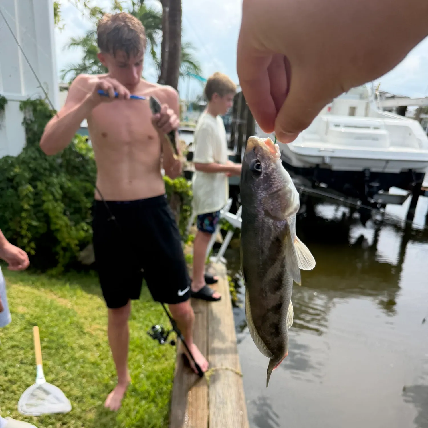 The most recent Southern kingcroaker catches on Fishbrain