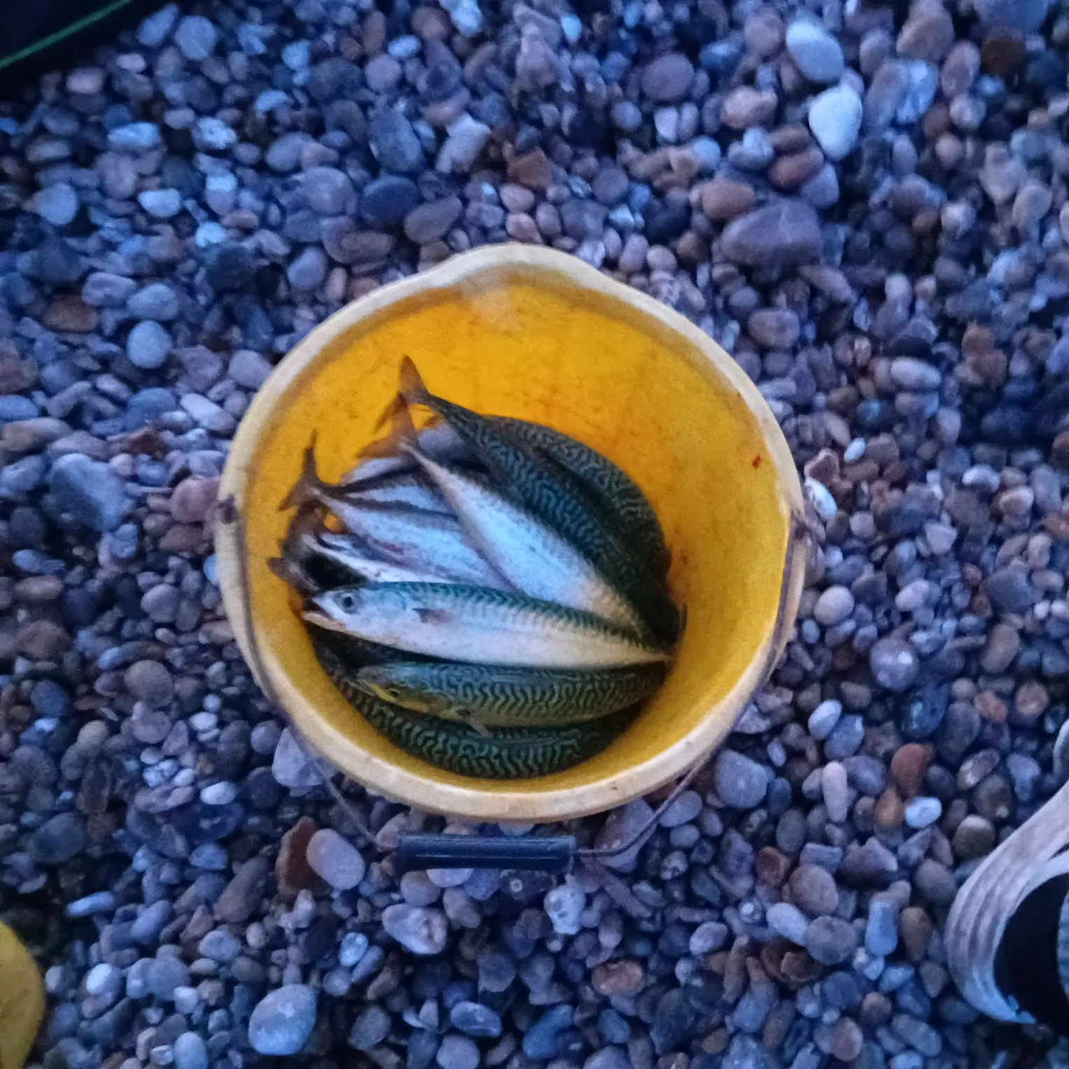 Atlantic mackerel caught on Fishbrain