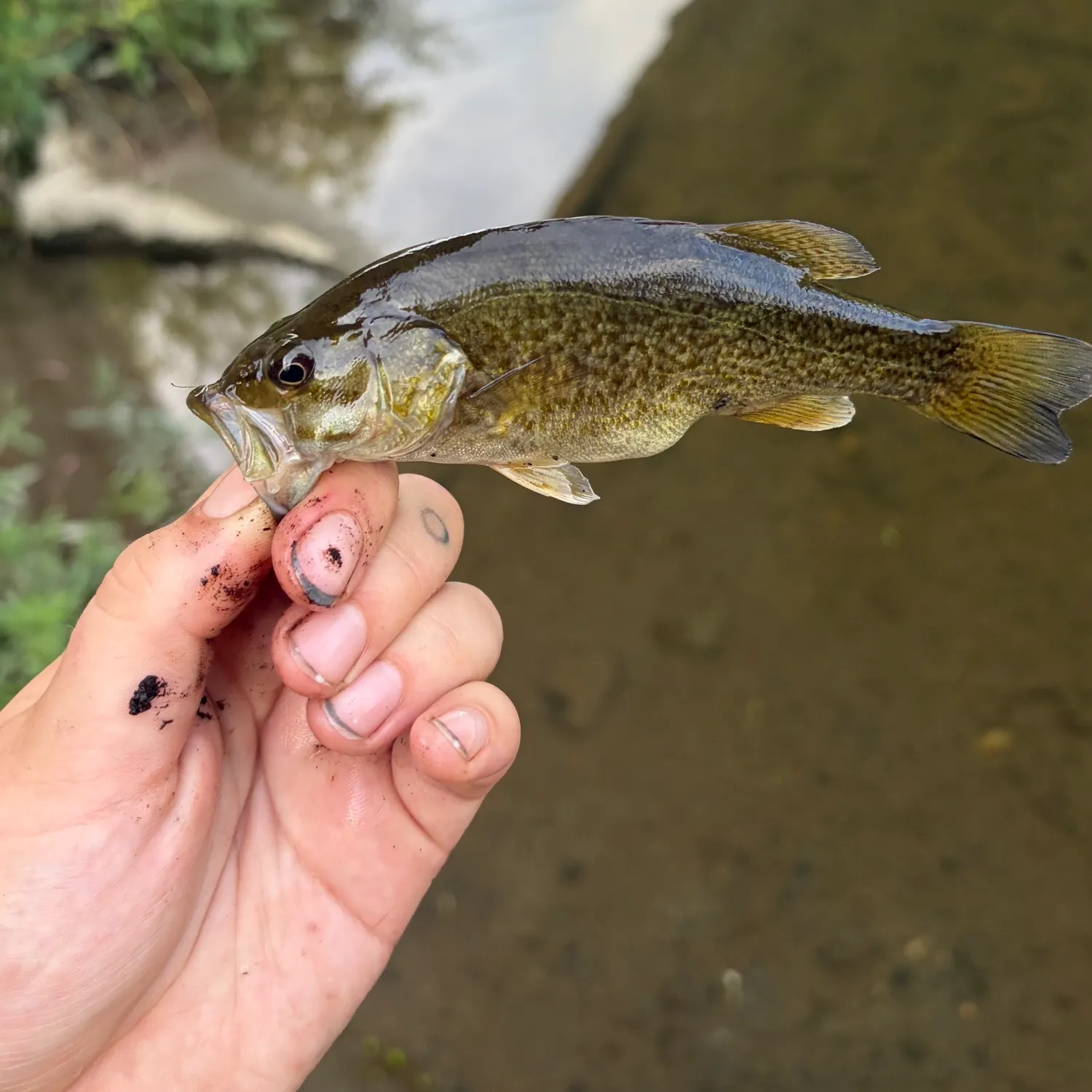 Smallmouth bass caught on Fishbrain