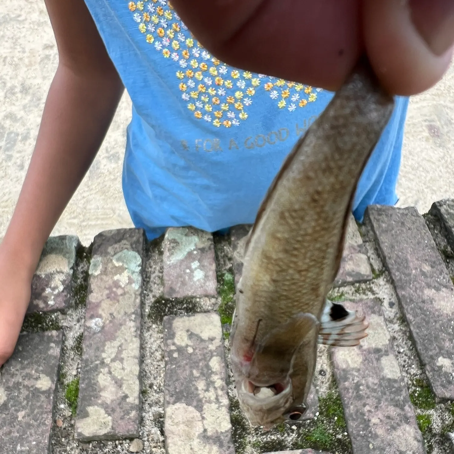 The most recent Rock gunnel catches on Fishbrain