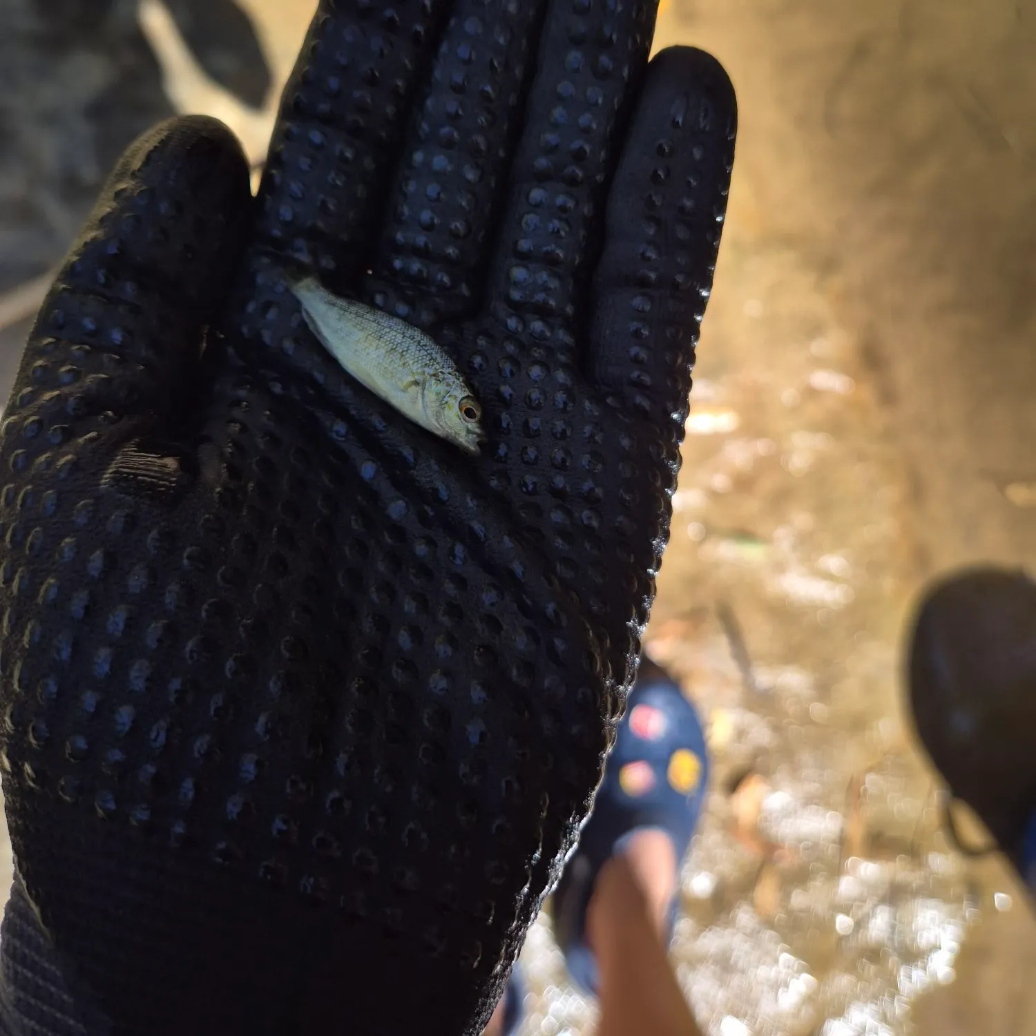 The most recent Spangled perch catches on Fishbrain