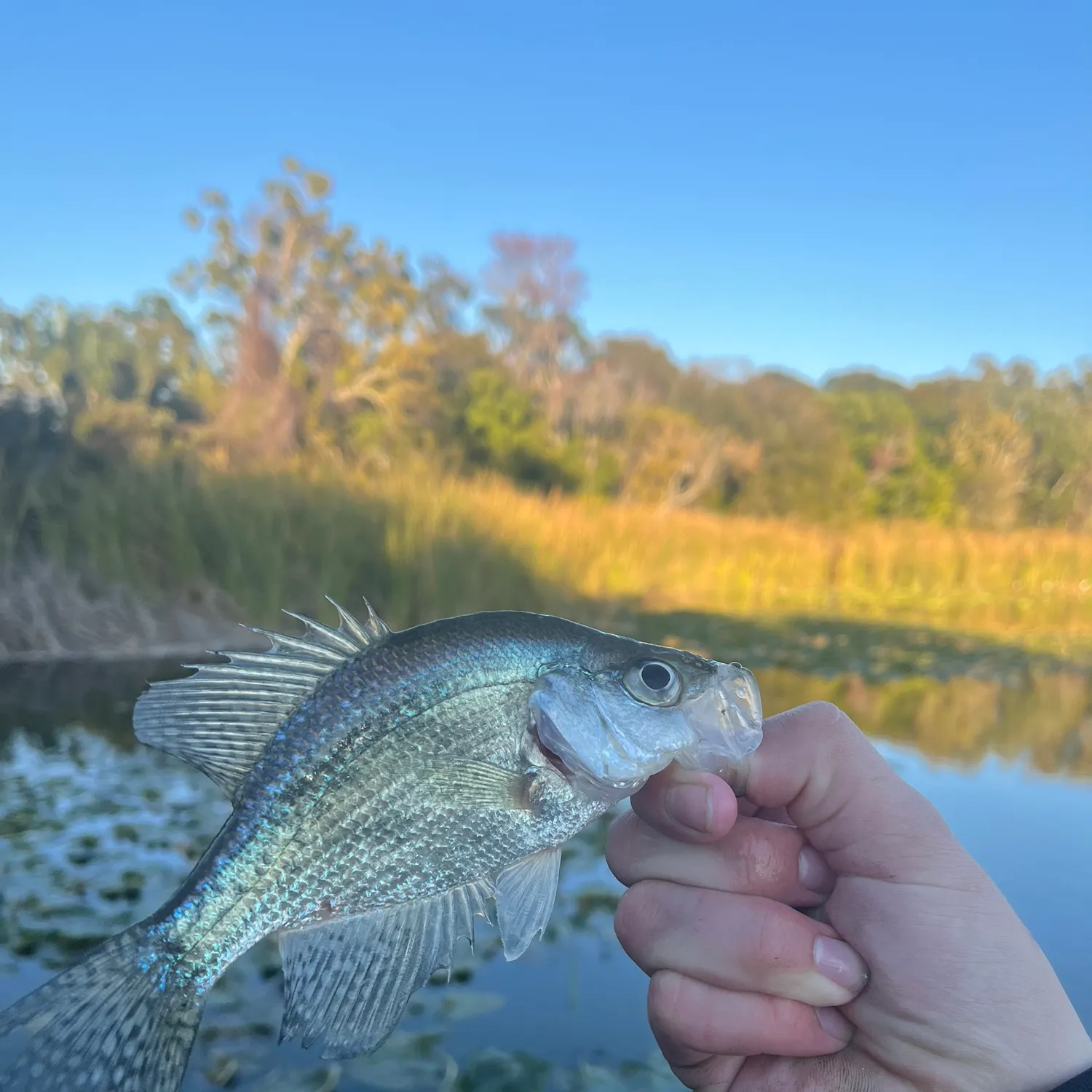 The most recent Magnolia crappie catches on Fishbrain