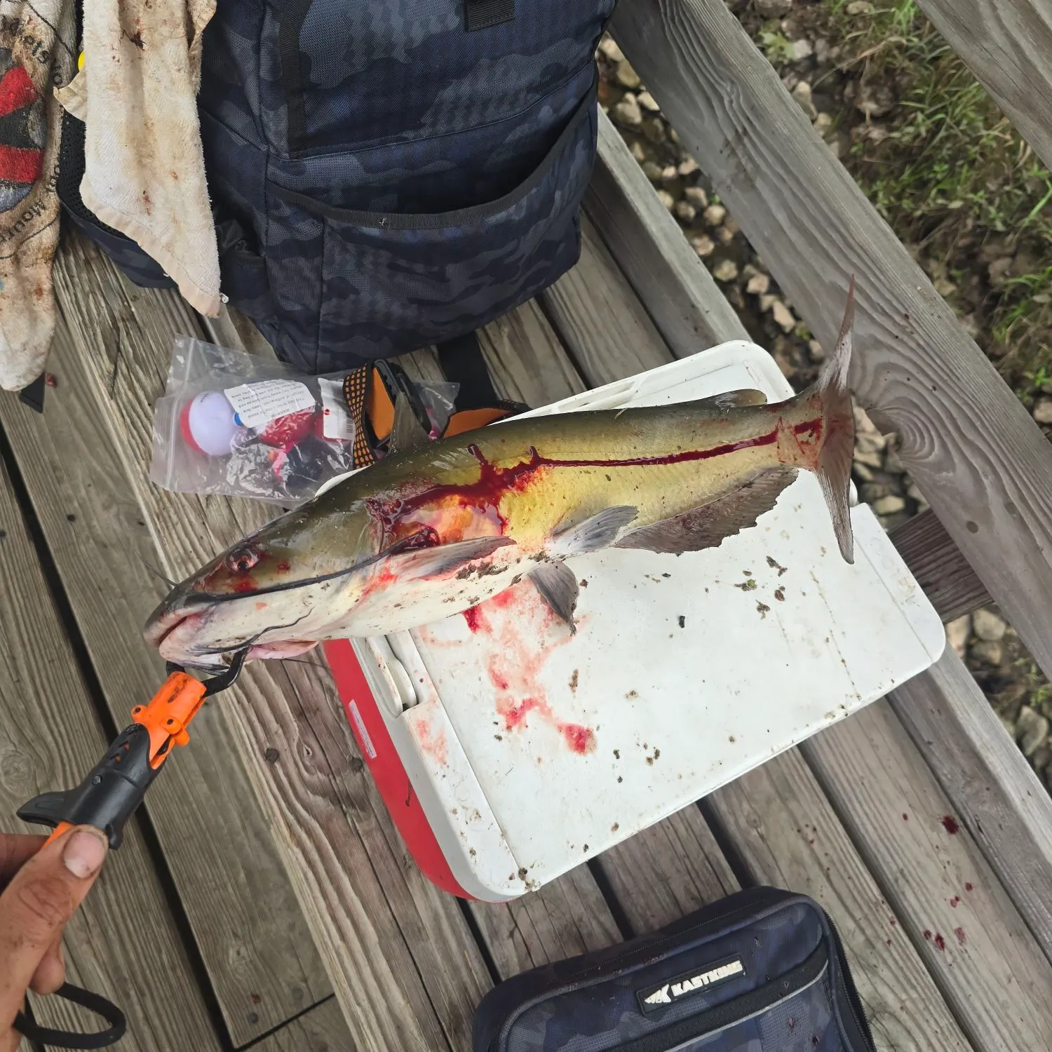recently logged catches