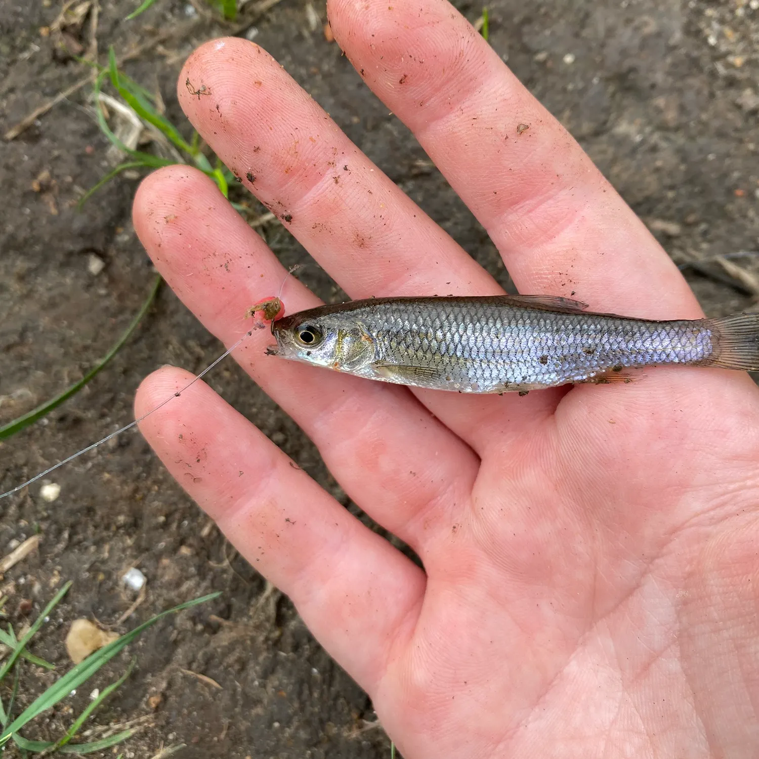 The most recent Common dace catches on Fishbrain
