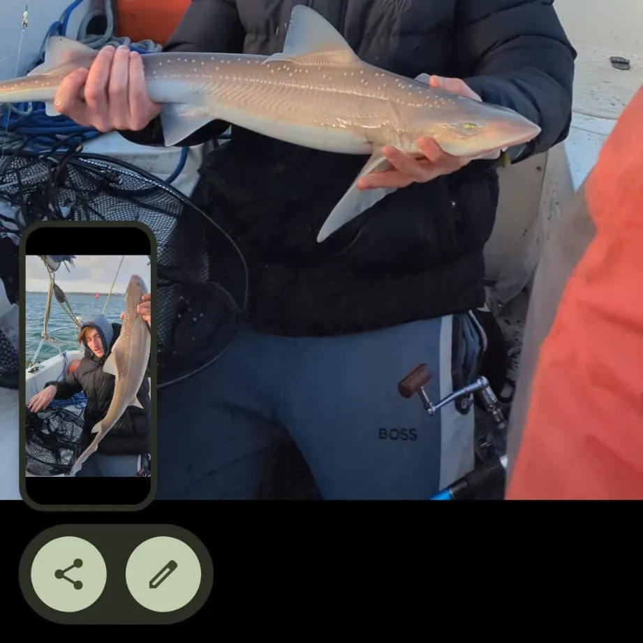 The most recent Starry smooth-hound catches on Fishbrain