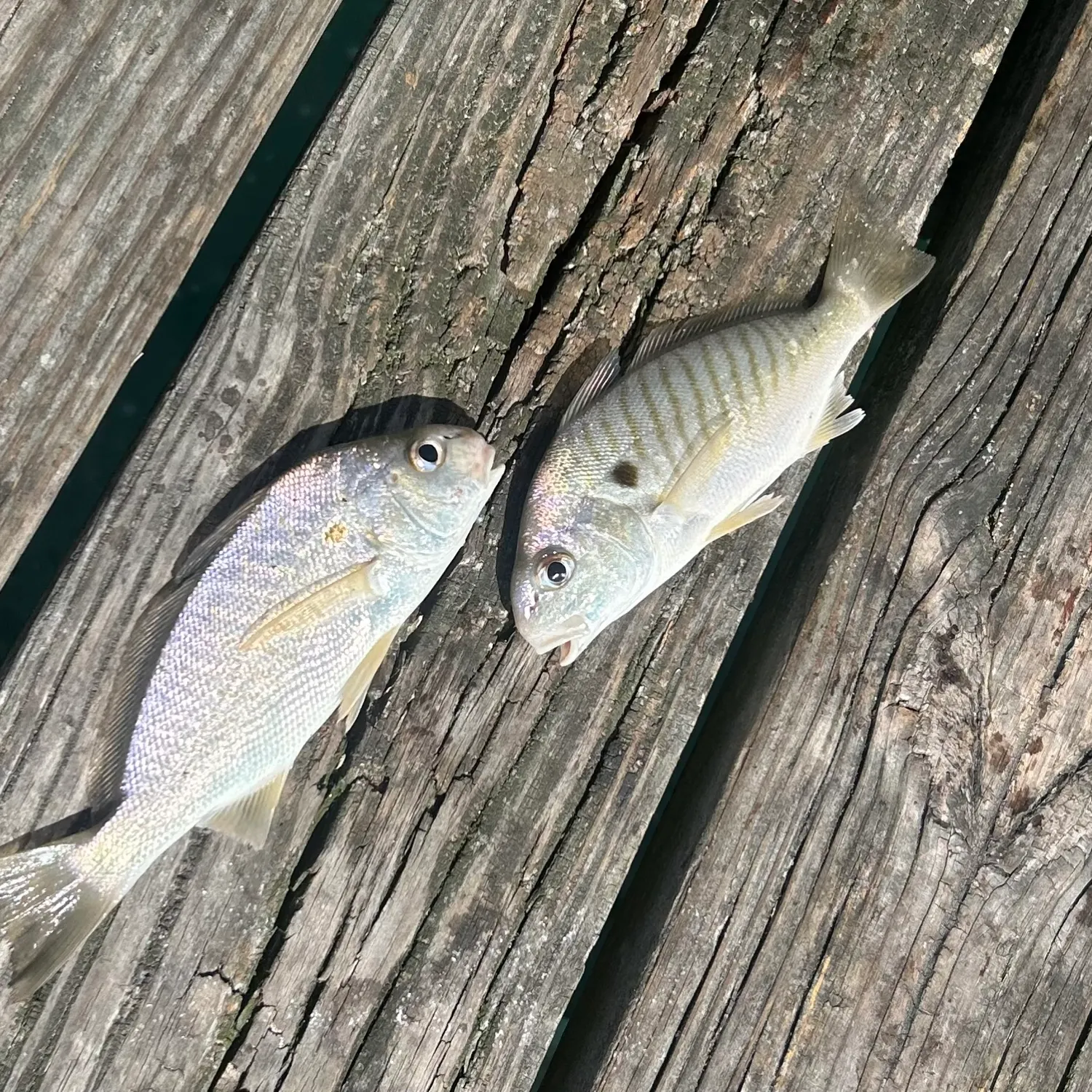 The most recent Spot croaker catches on Fishbrain