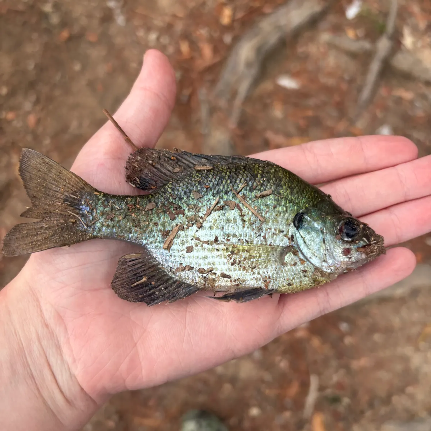 Bluegill caught on Fishbrain