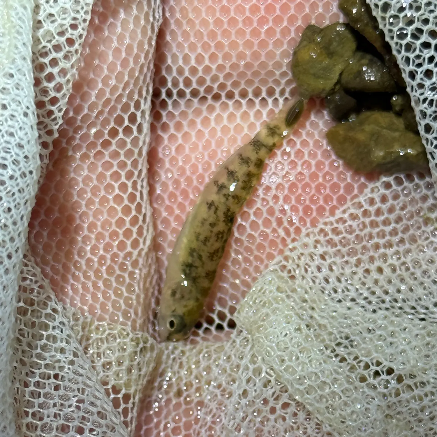 The most recent Greenside darter catches on Fishbrain