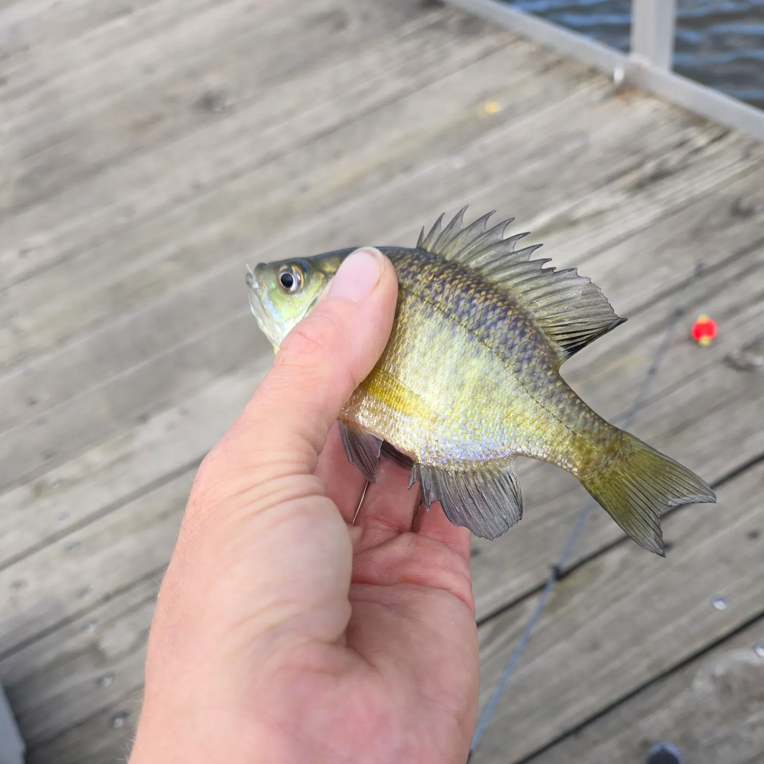 Bluegill caught on Fishbrain