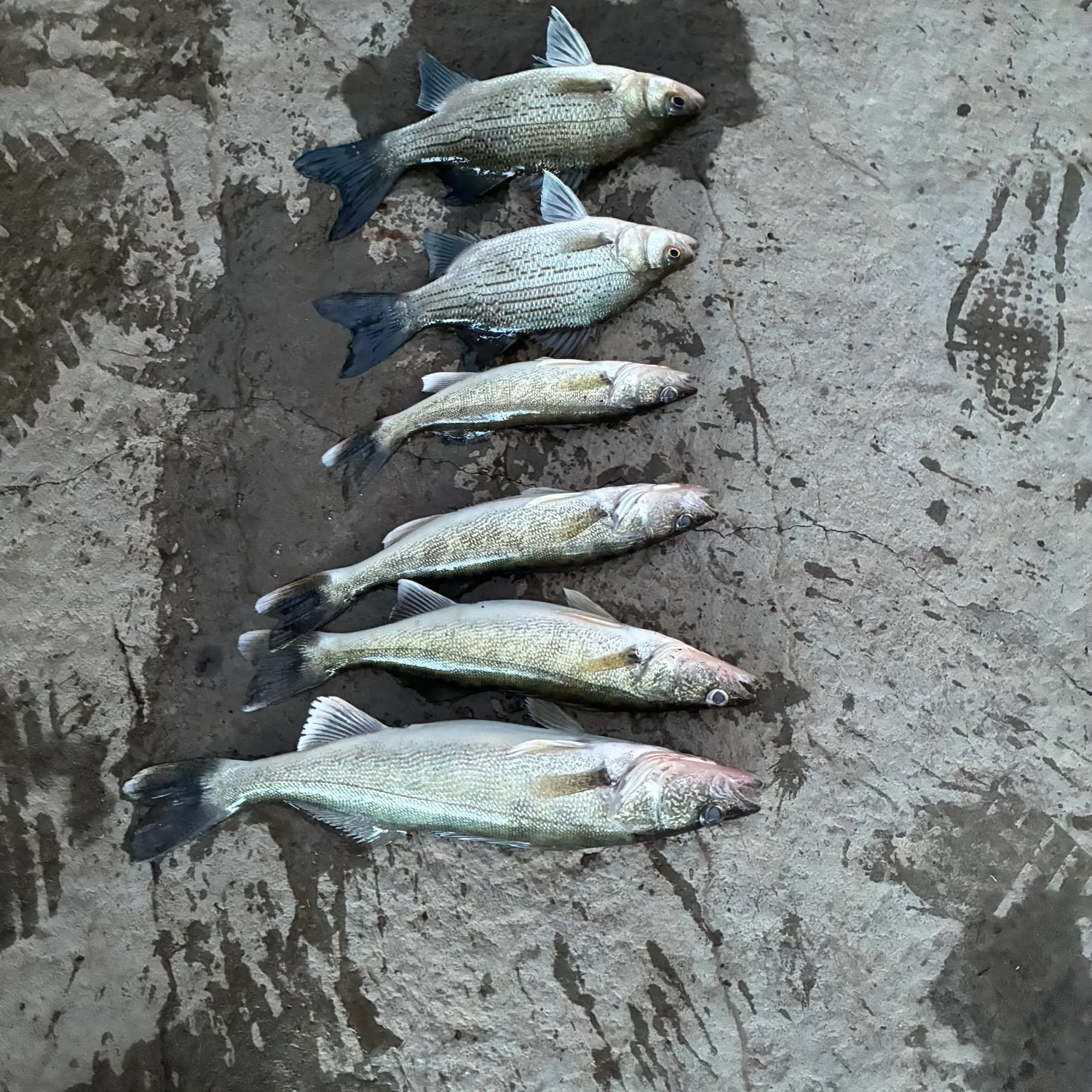 recently logged catches