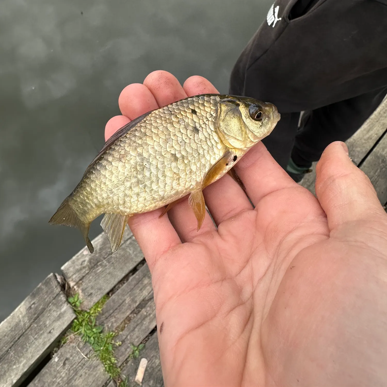 The most recent Prussian carp catches on Fishbrain