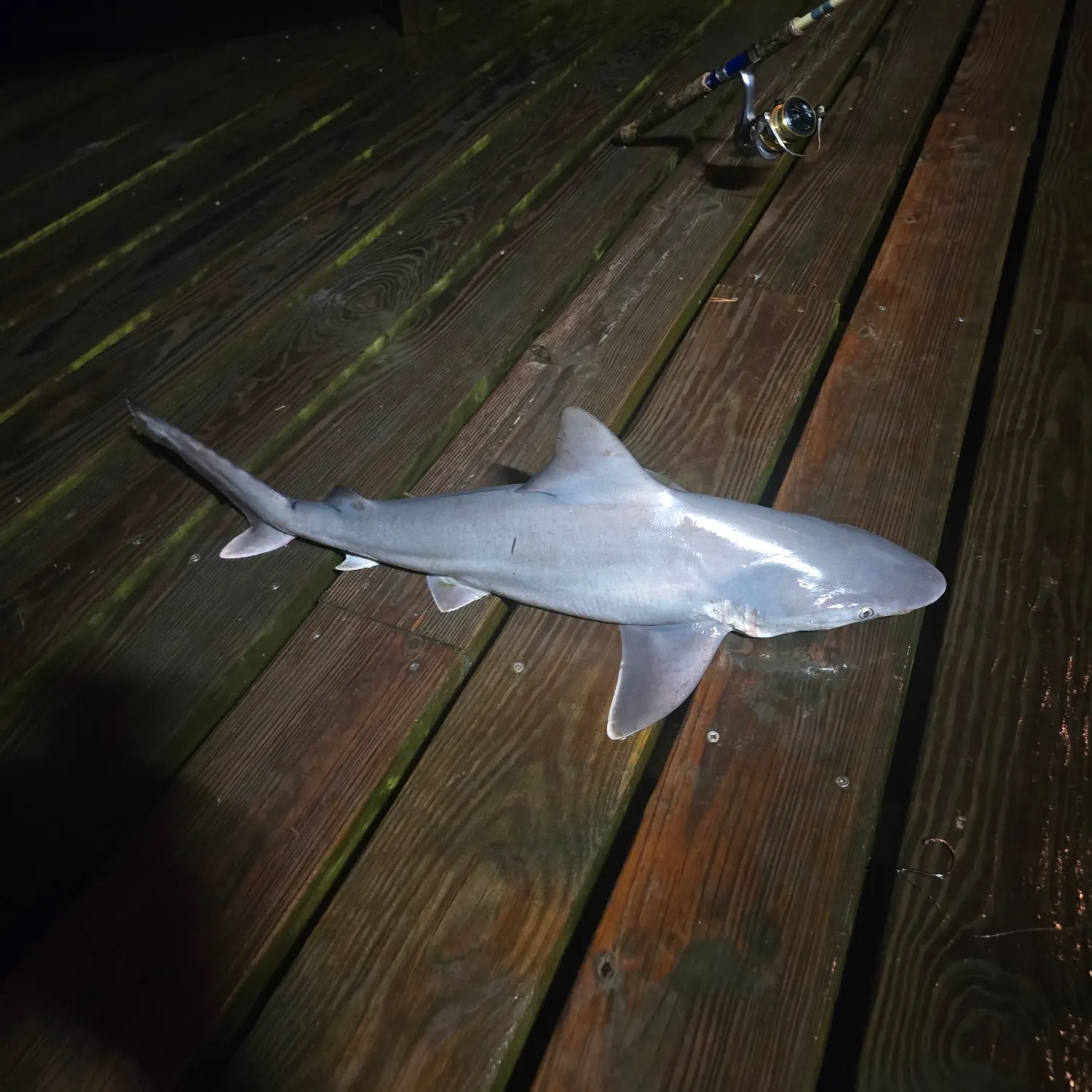 Sandbar shark caught on Fishbrain