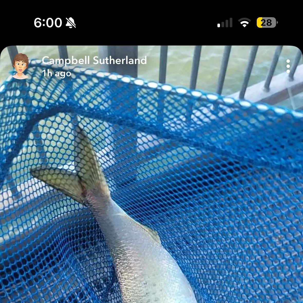 recently logged catches