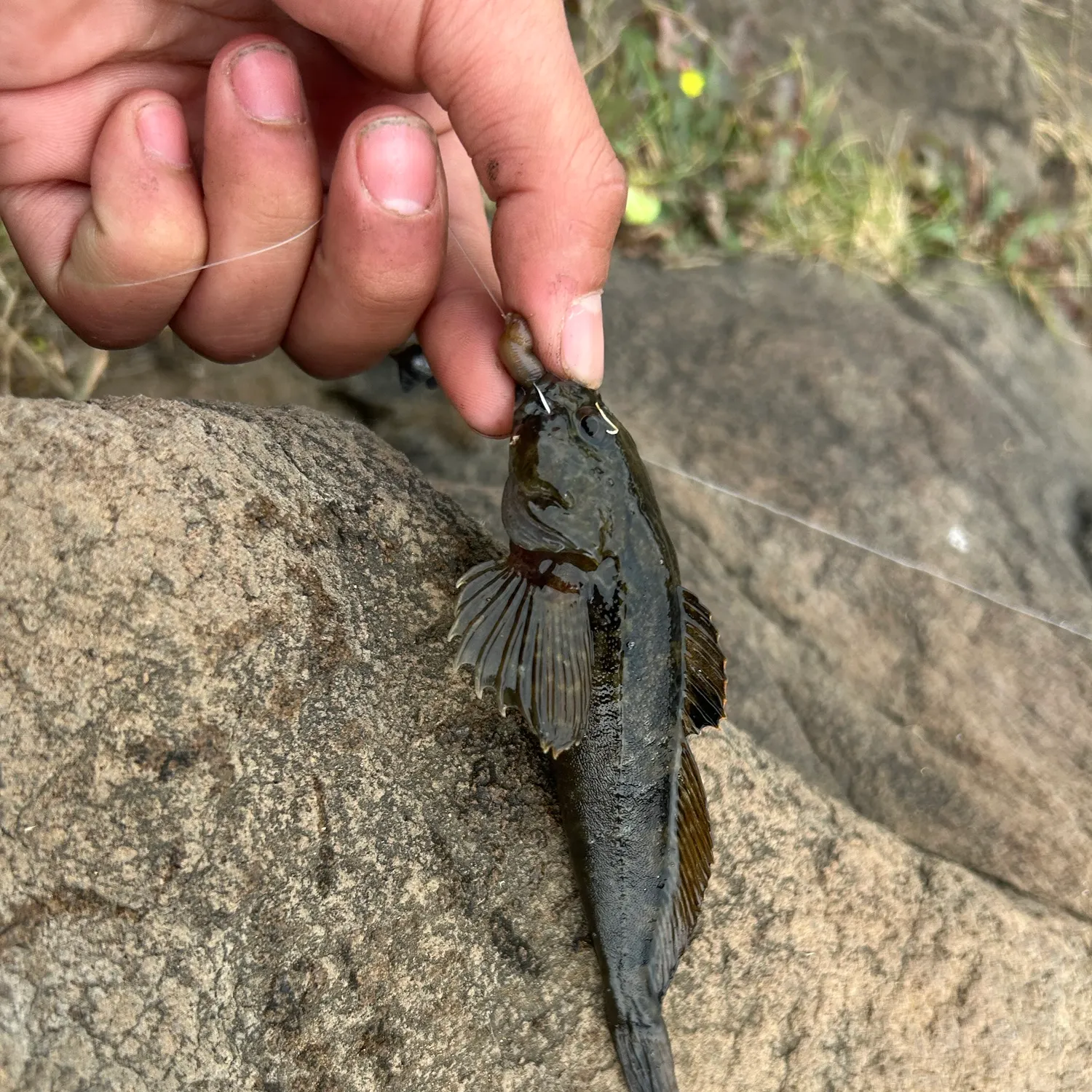 Fish caught on Fishbrain