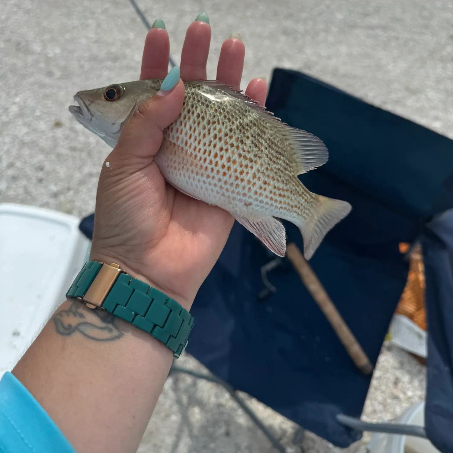 recently logged catches