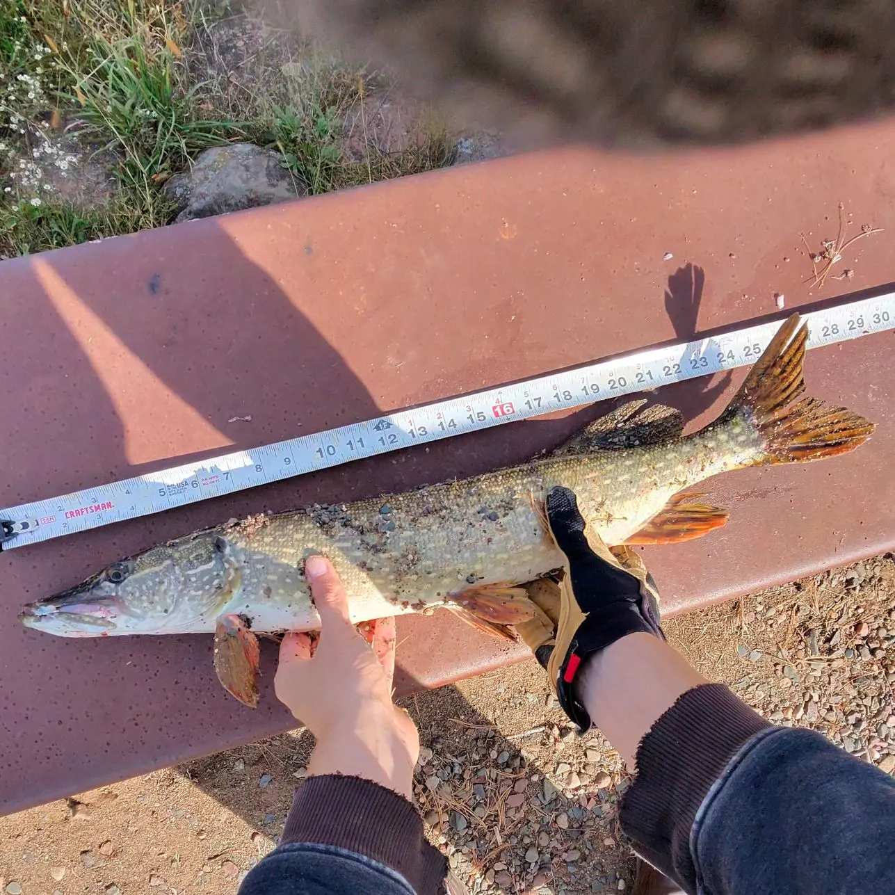 Northern pike caught on Fishbrain