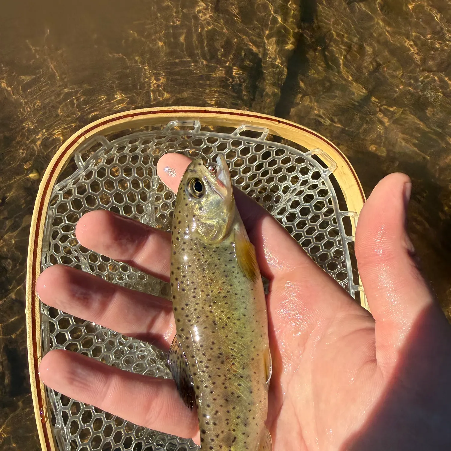 The most recent Apache trout catches on Fishbrain