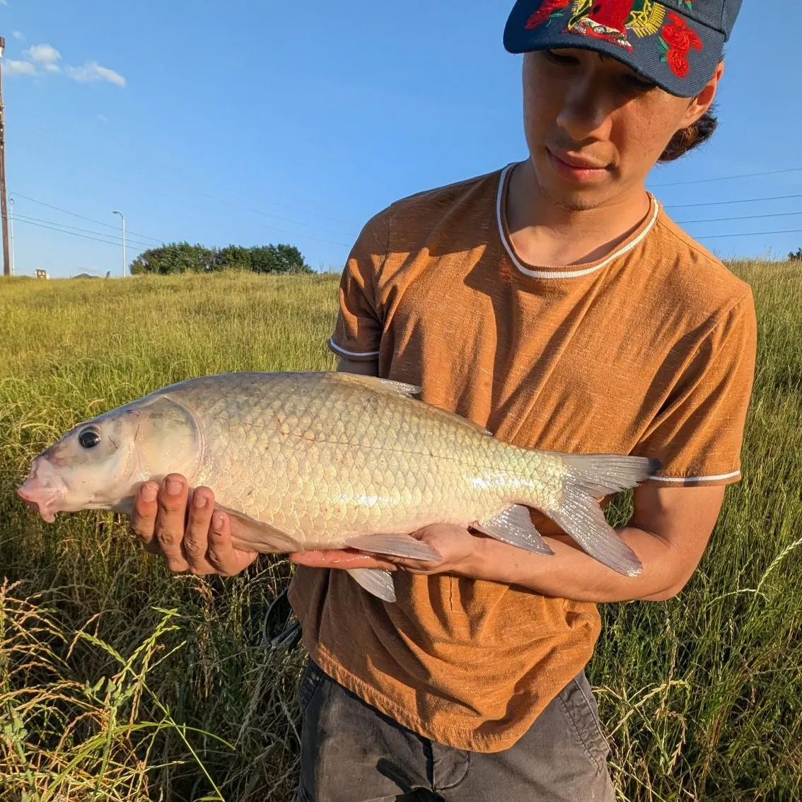 The most recent Smallmouth buffalo catches on Fishbrain