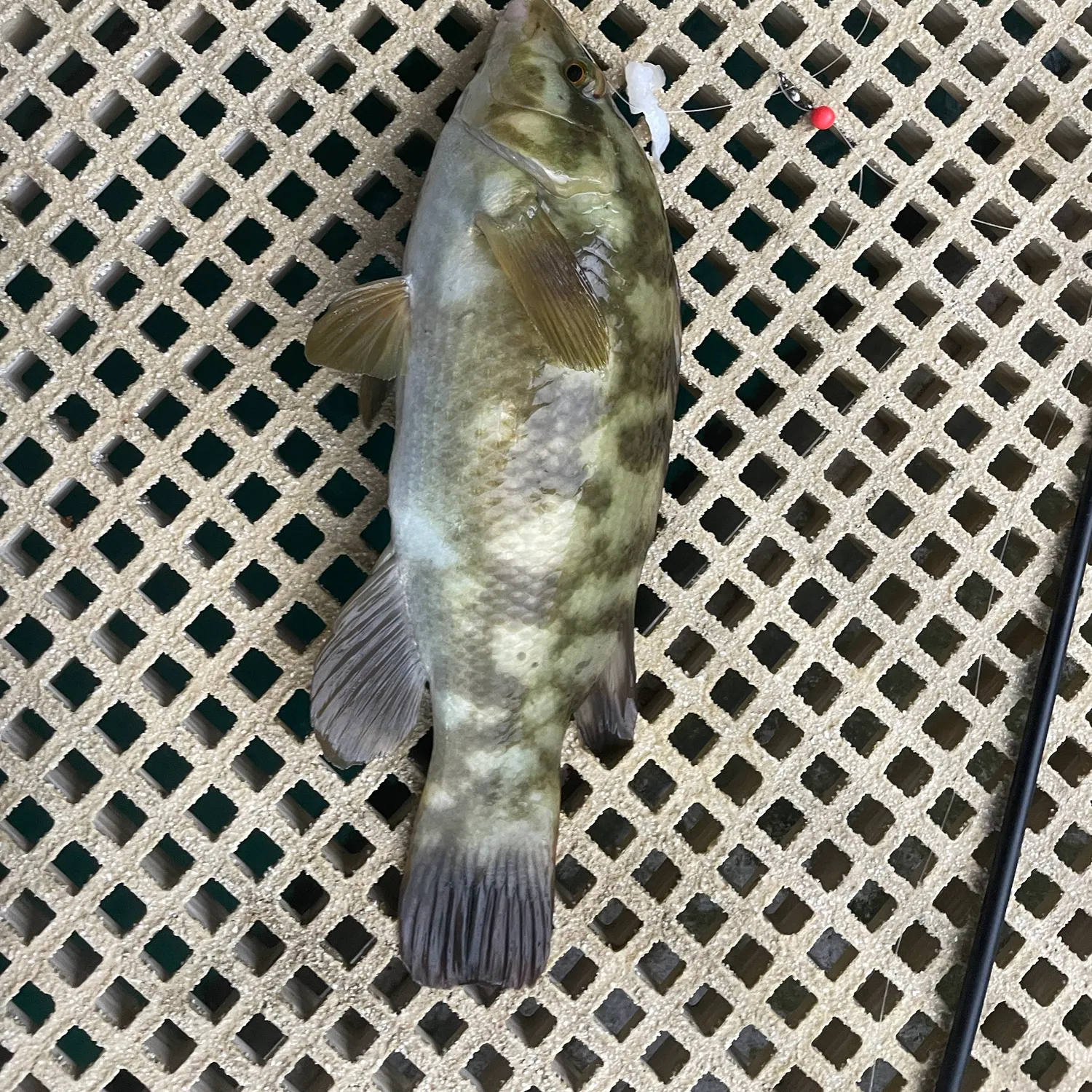 Ballan wrasse caught on Fishbrain