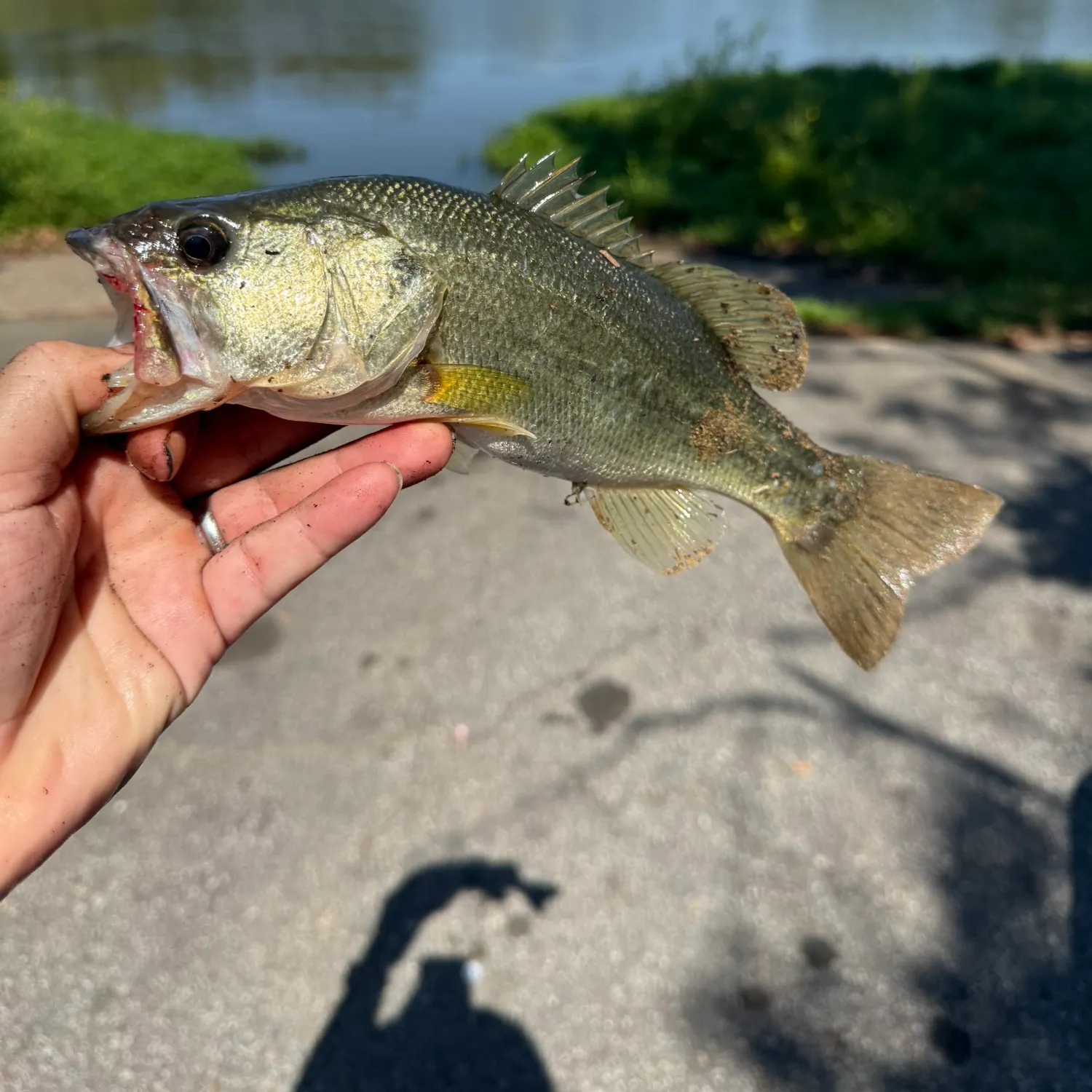 Largemouth bass caught on Fishbrain