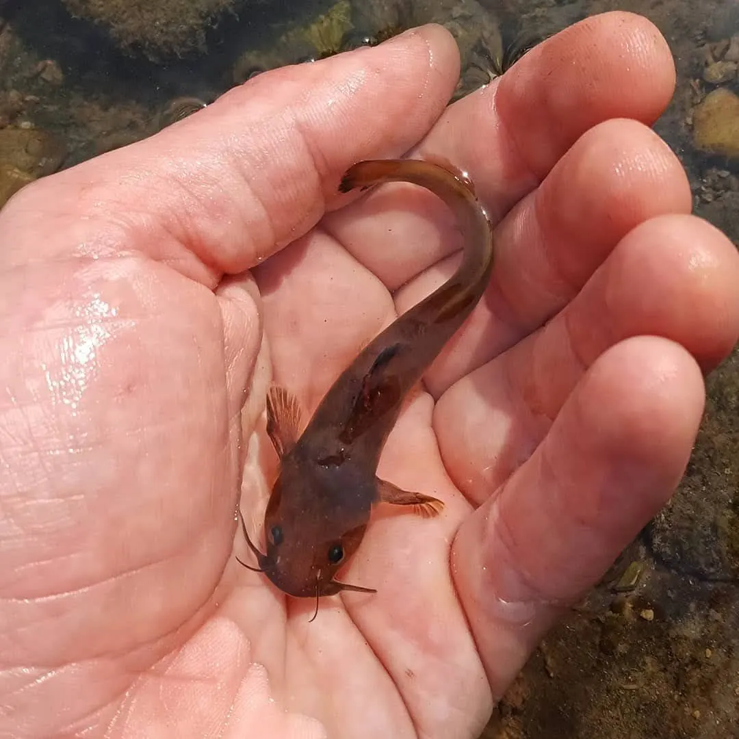 The most recent Margined madtom catches on Fishbrain