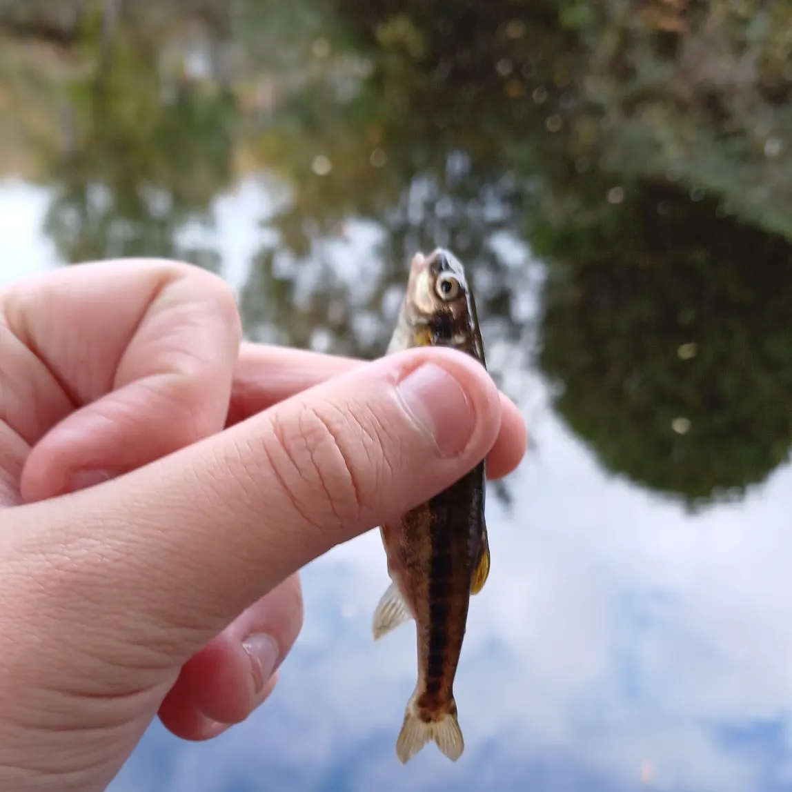 The most recent Eurasian minnow catches on Fishbrain