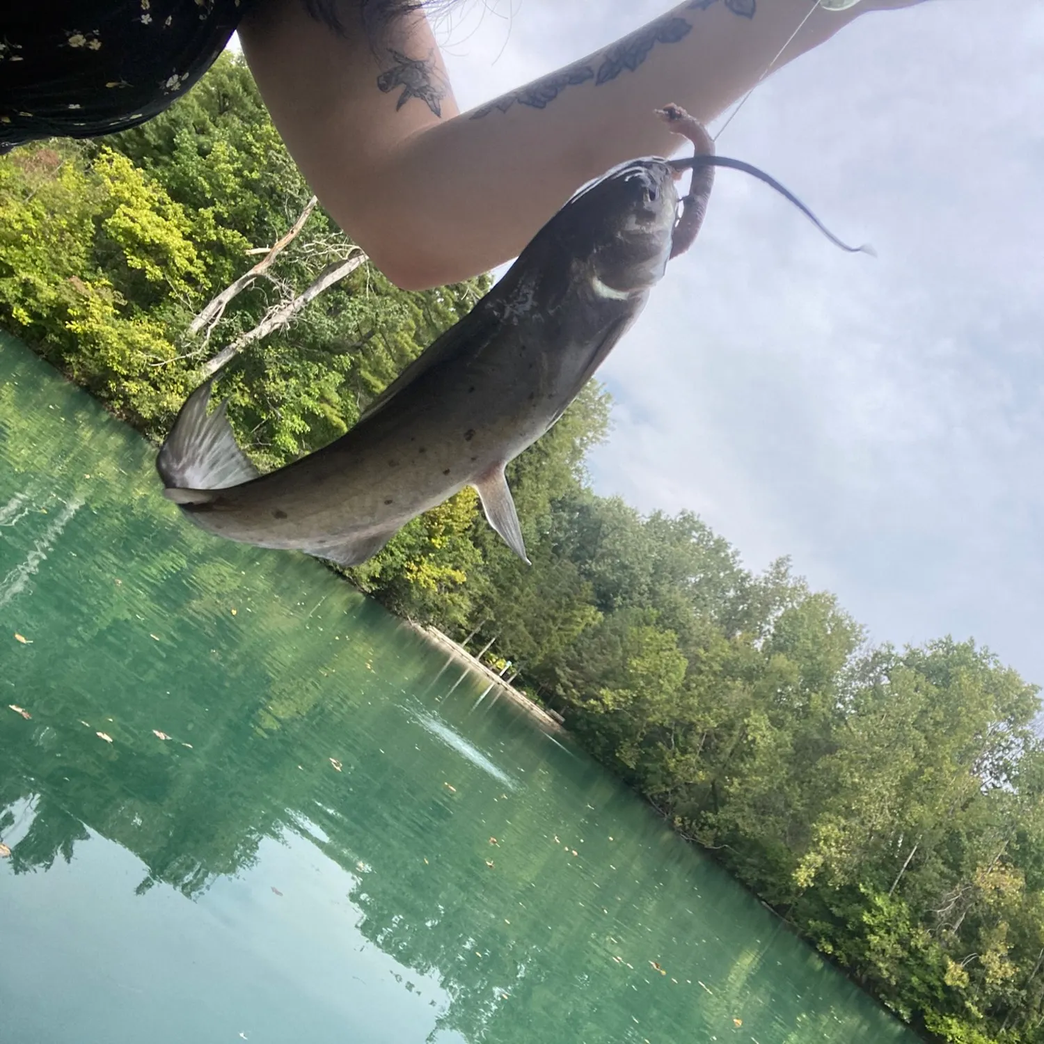 Channel catfish caught on Fishbrain
