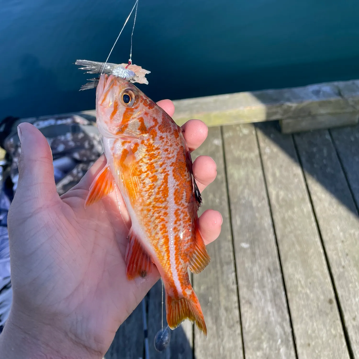 Canary rockfish caught on Fishbrain