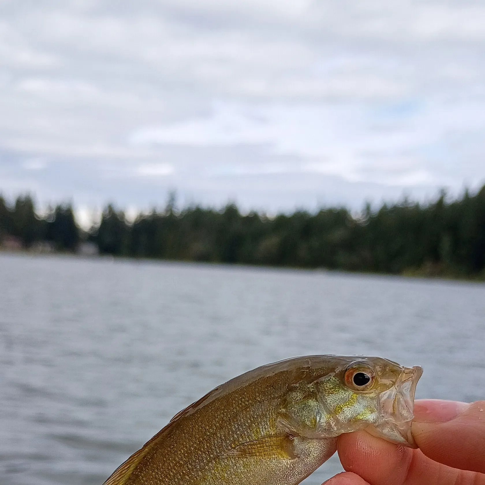Smallmouth bass caught on Fishbrain