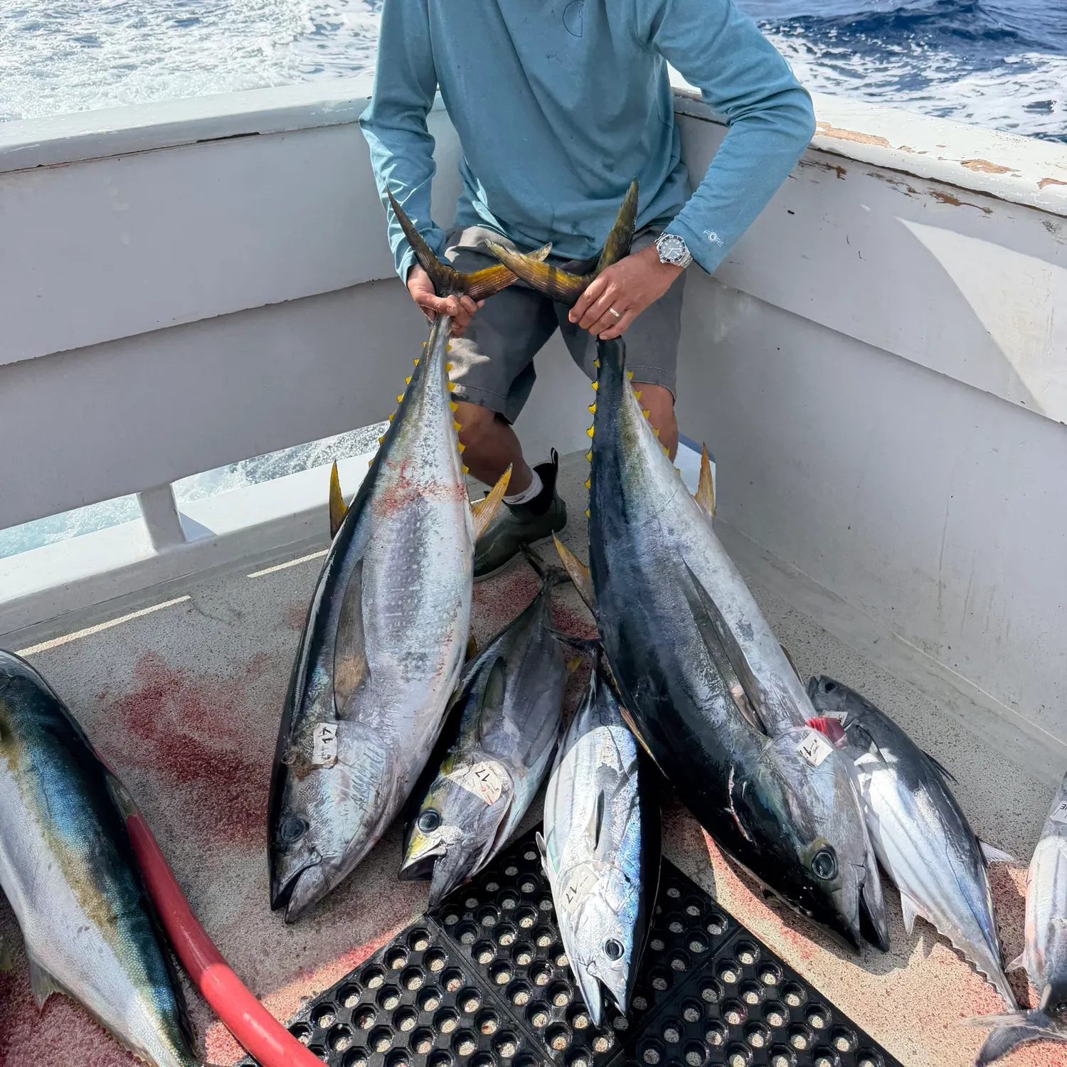 Skipjack tuna caught on Fishbrain