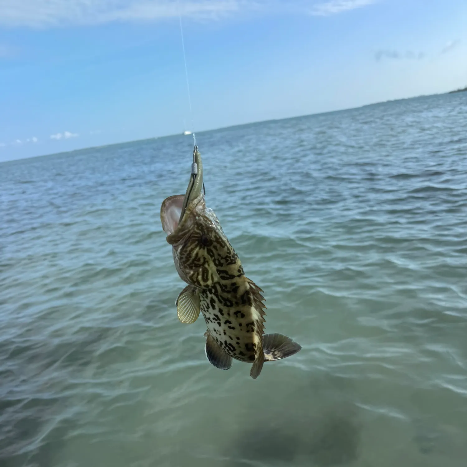 The most recent Gag grouper catches on Fishbrain