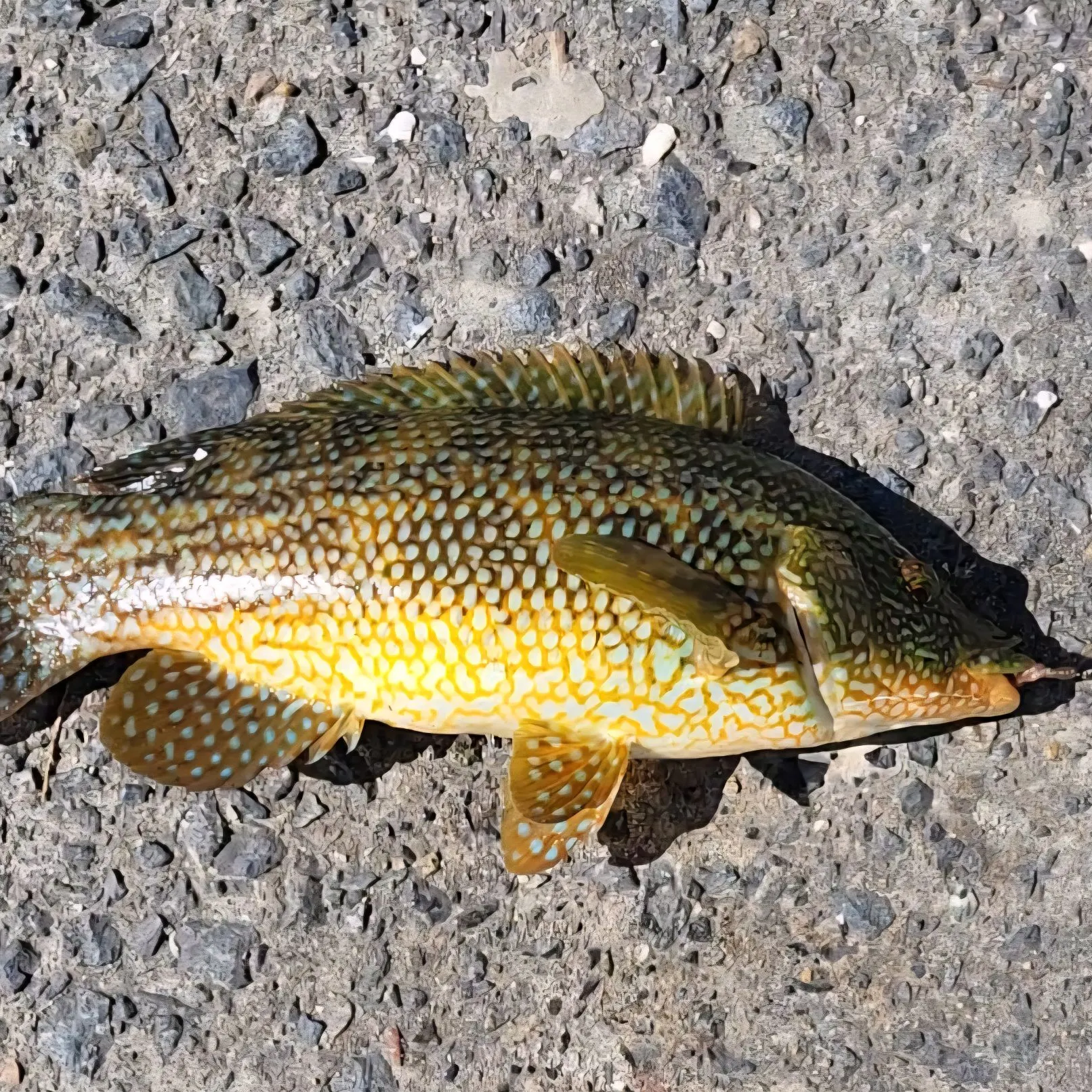The most recent Ballan wrasse catches on Fishbrain